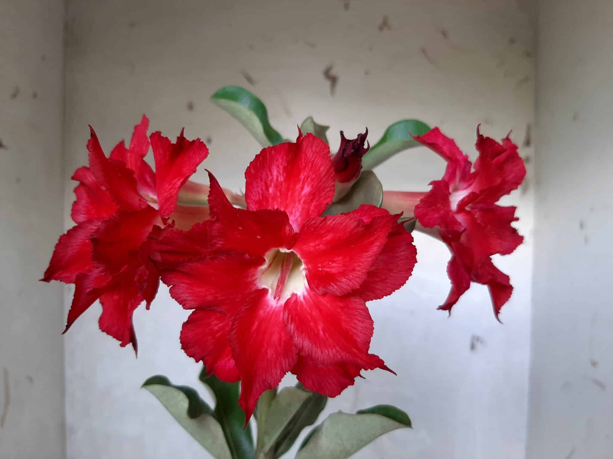 Planta Dobrada 1662 – 30cm – 01 ano