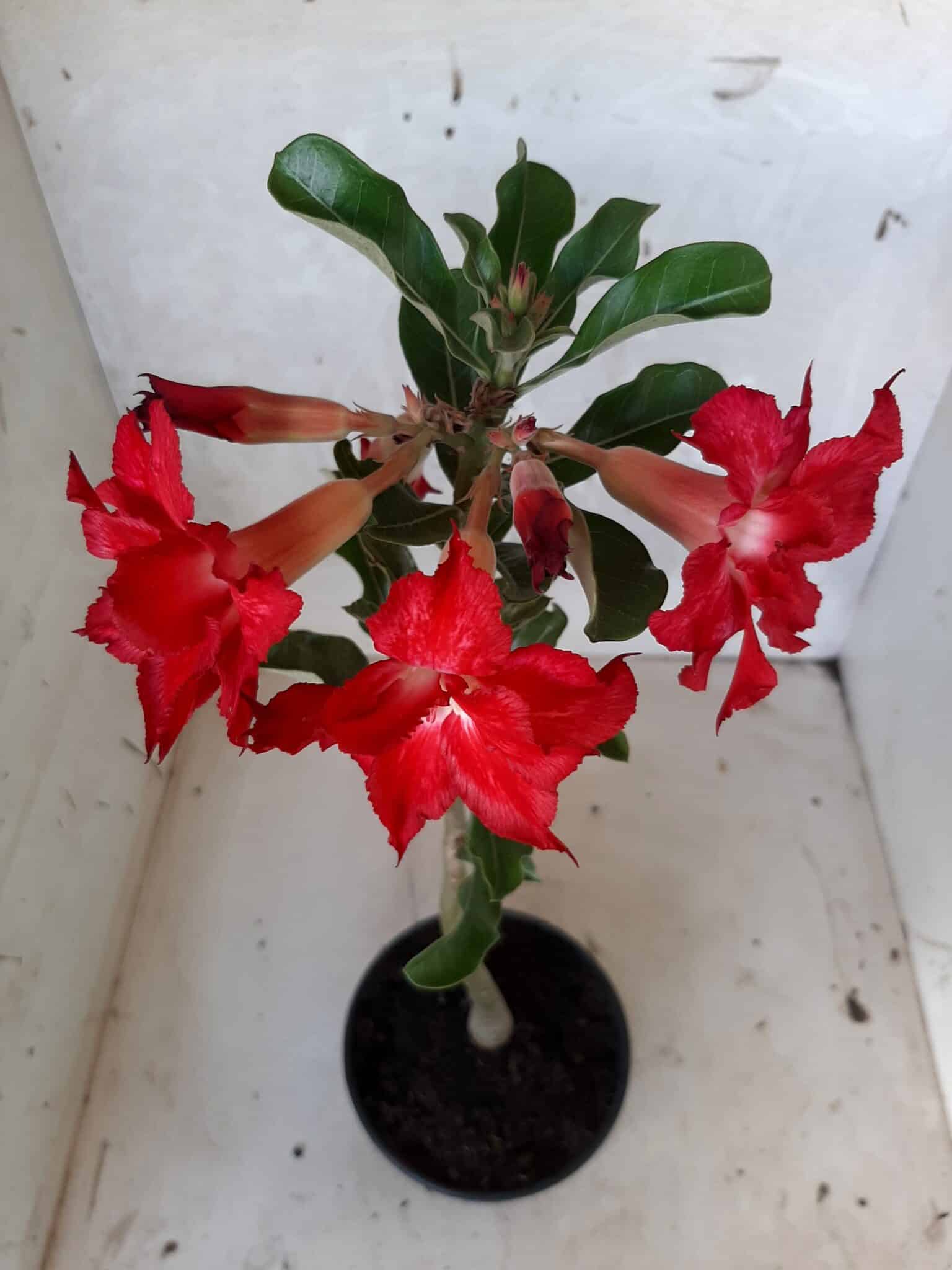 Planta Dobrada 1662 – 30cm – 01 ano