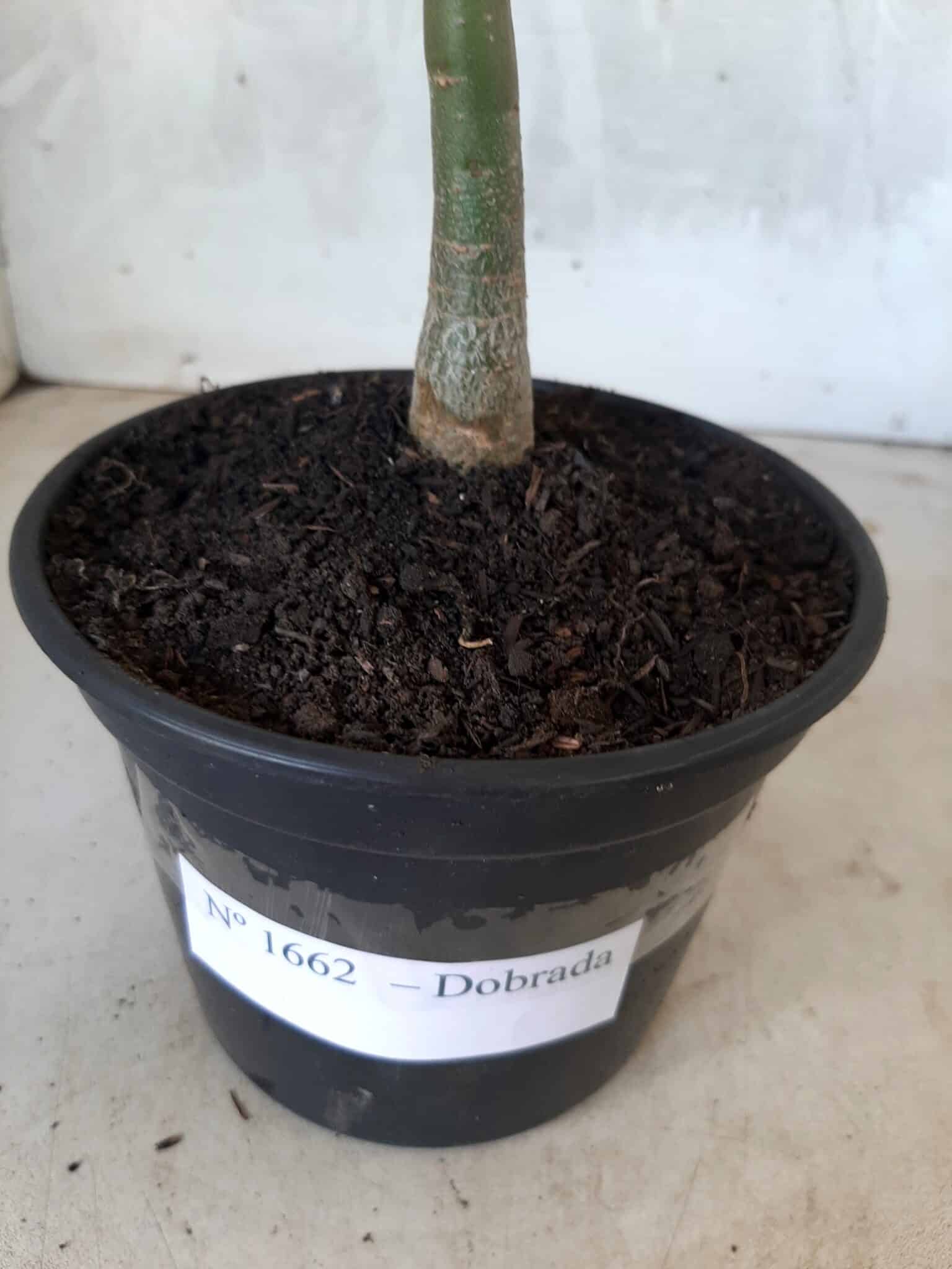 Planta Dobrada 1662 – 30cm – 01 ano