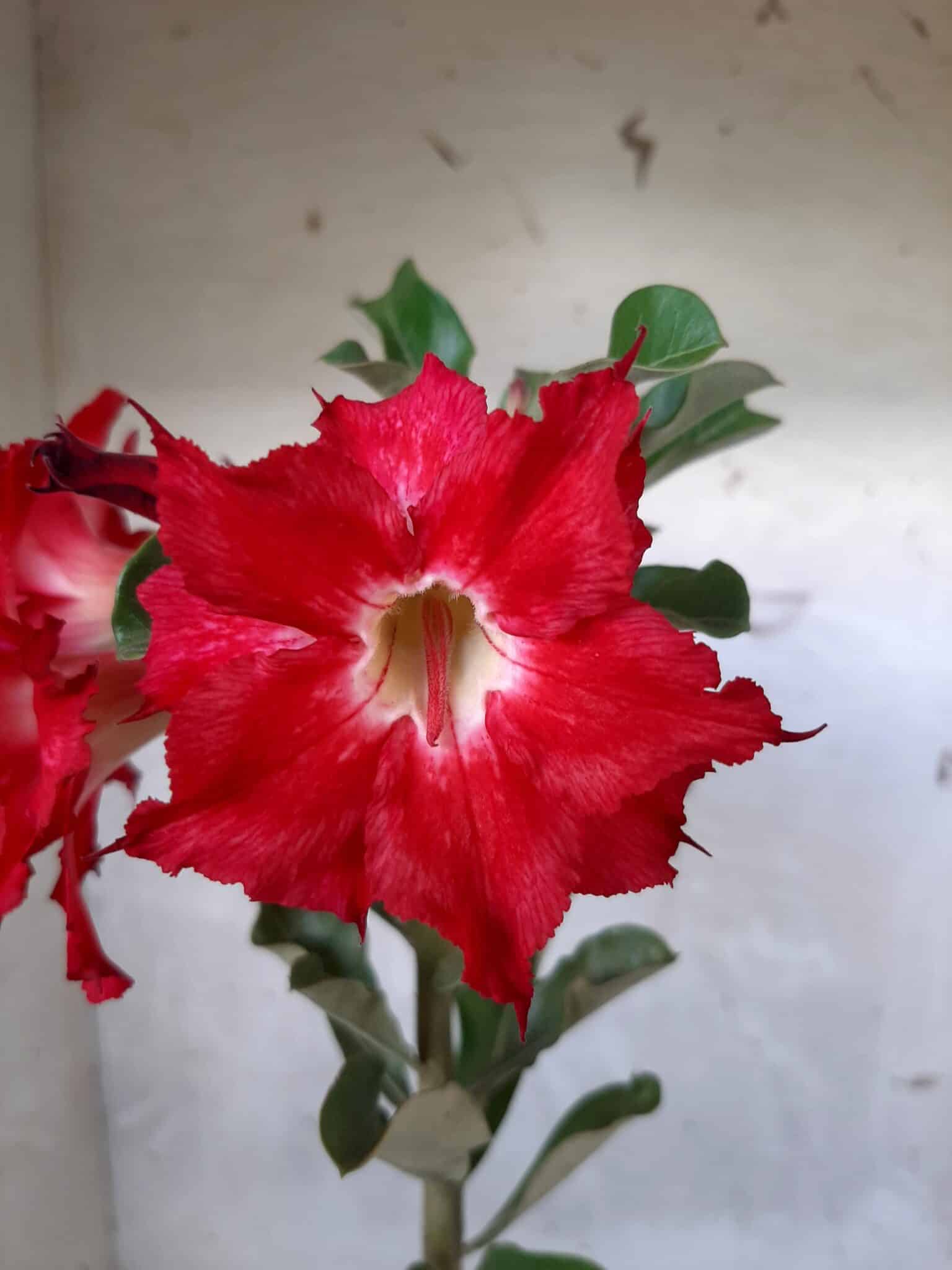 Planta Dobrada 1662 – 30cm – 01 ano