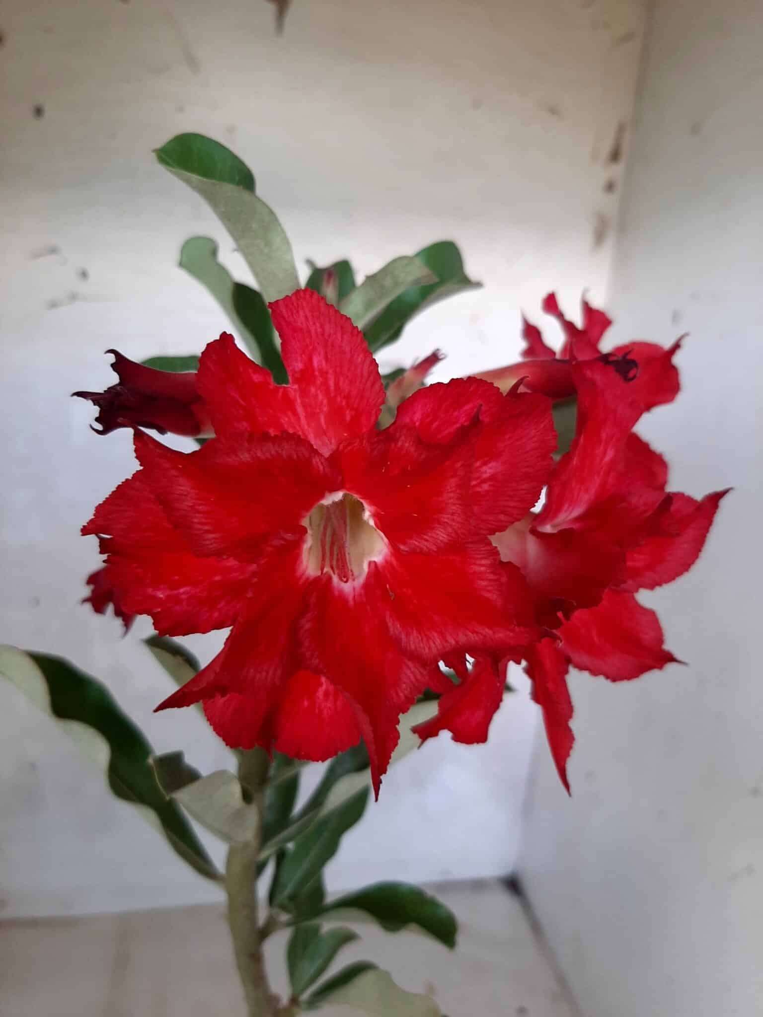 Planta Dobrada 1662 – 30cm – 01 ano