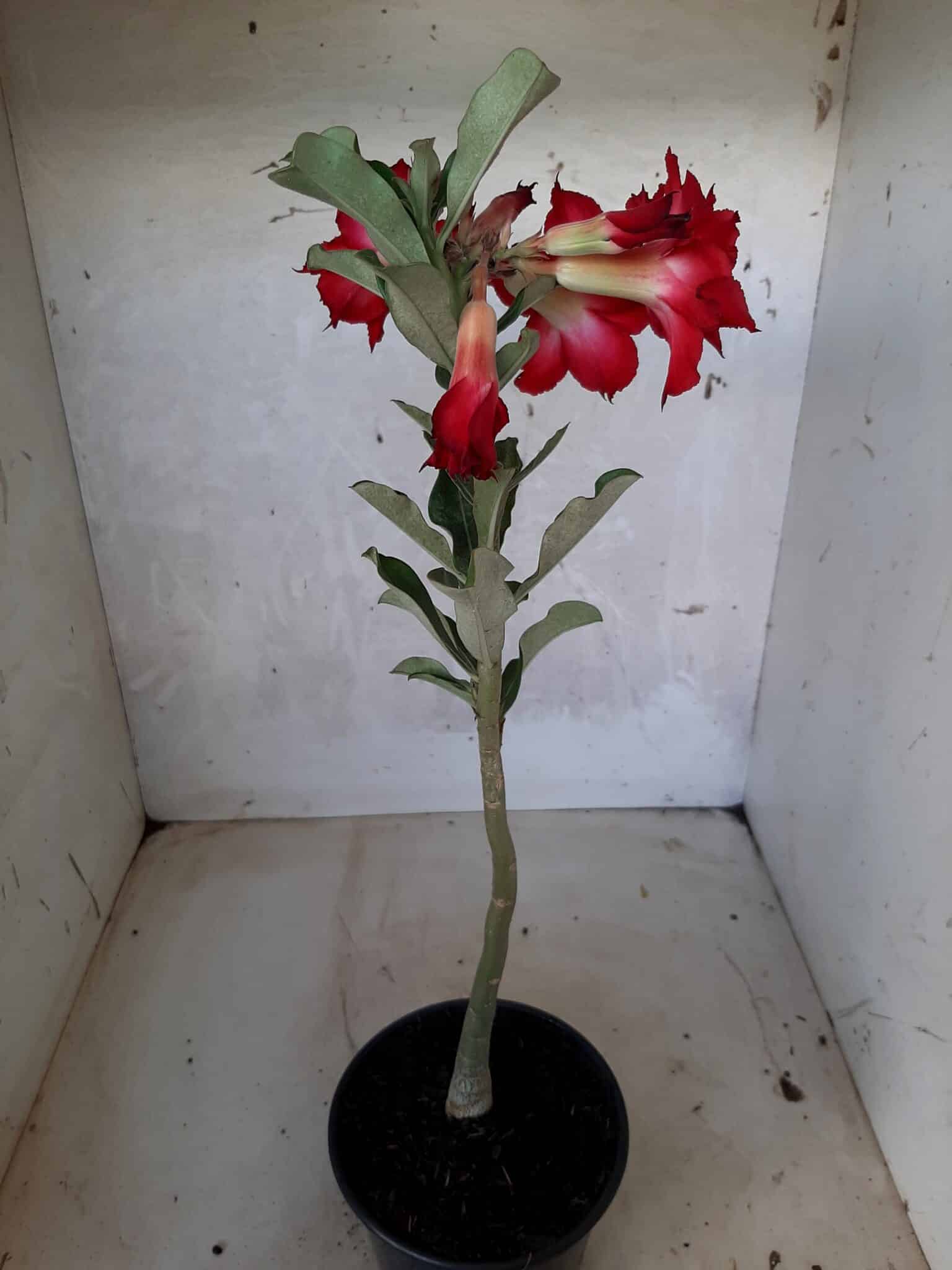 Planta Dobrada 1662 – 30cm – 01 ano