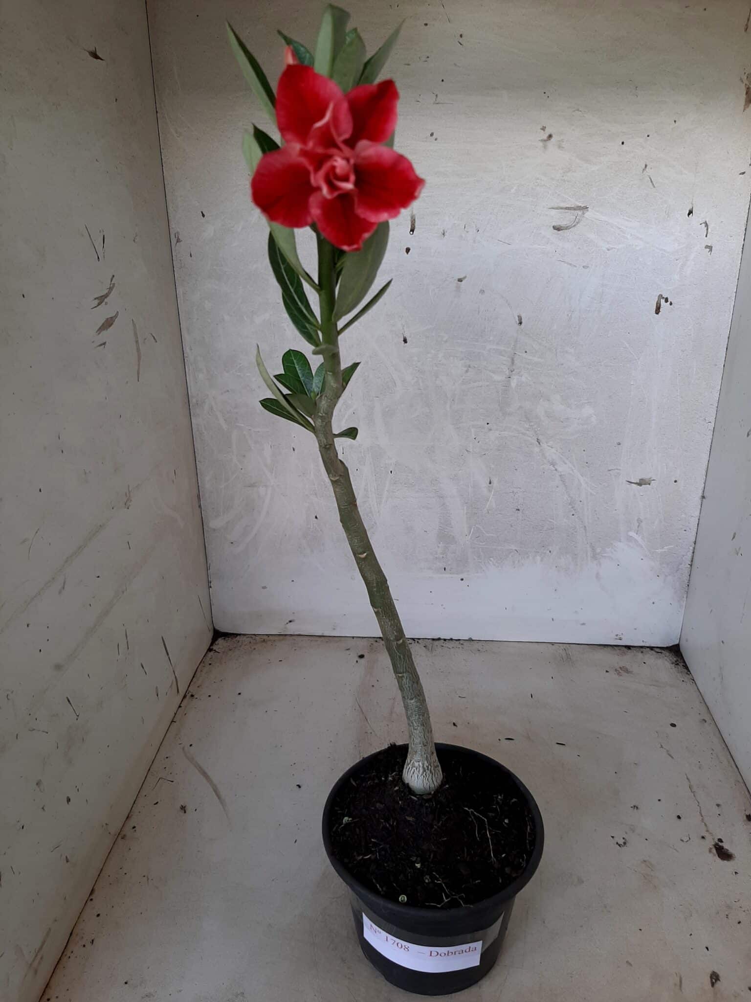 Planta Dobrada 1708 – 30cm – 01 ano