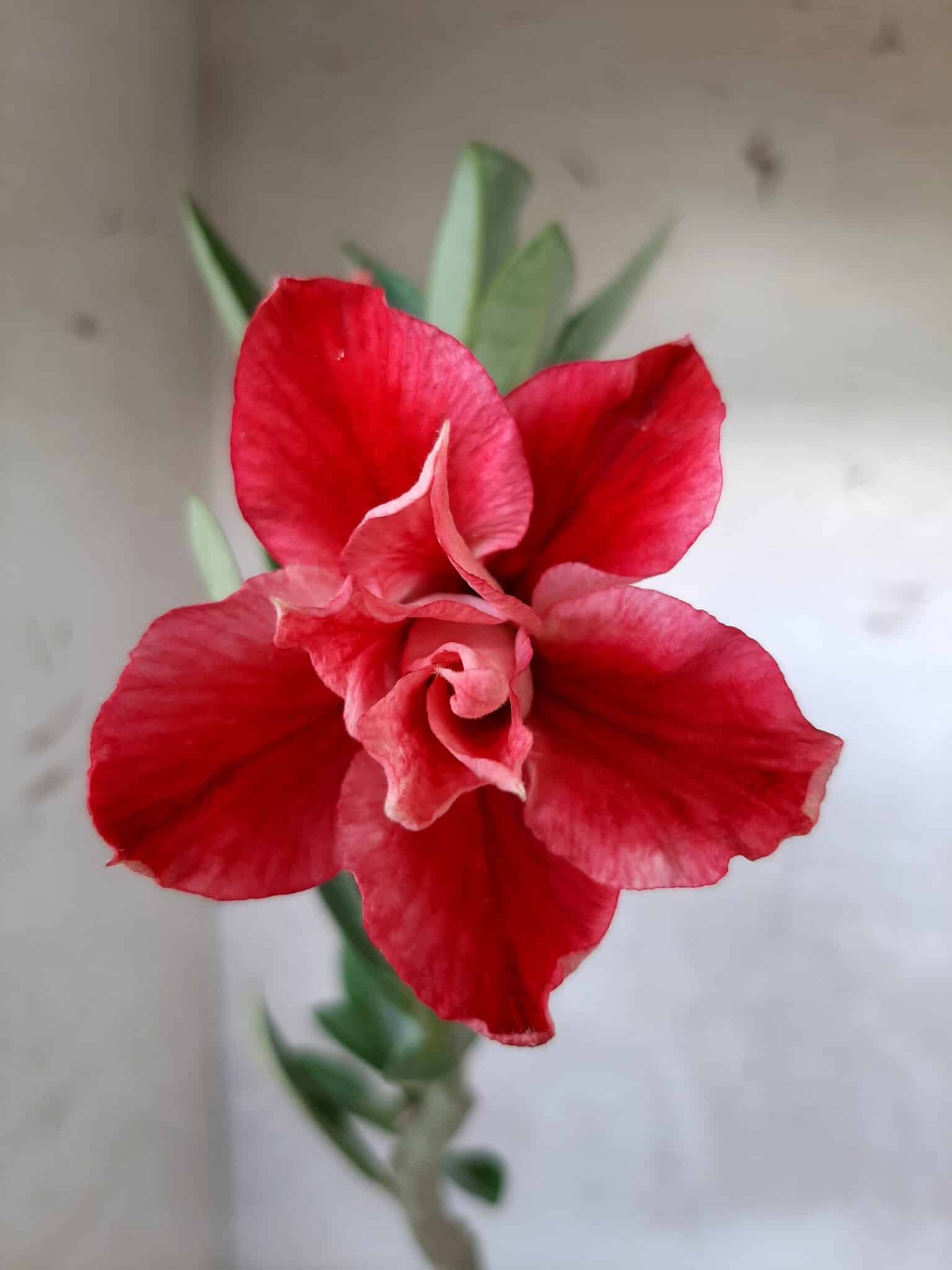Planta Dobrada 1708 – 30cm – 01 ano