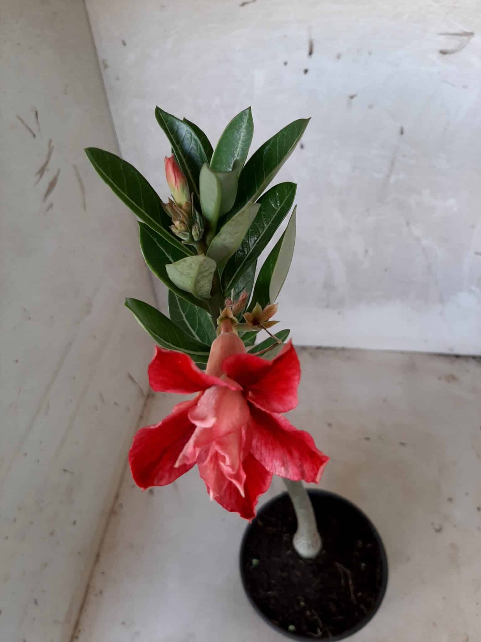 Planta Dobrada 1708 – 30cm – 01 ano