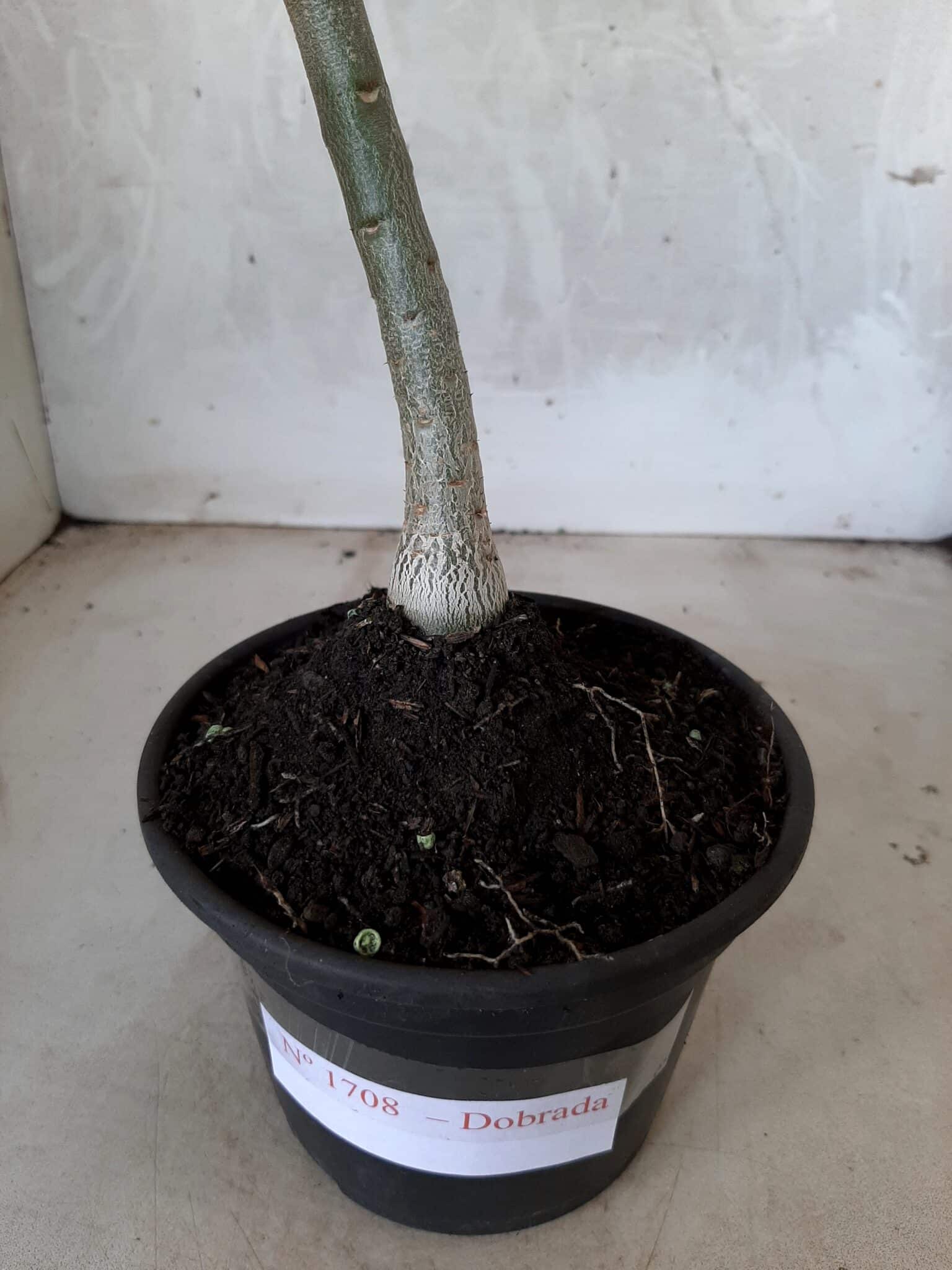 Planta Dobrada 1708 – 30cm – 01 ano