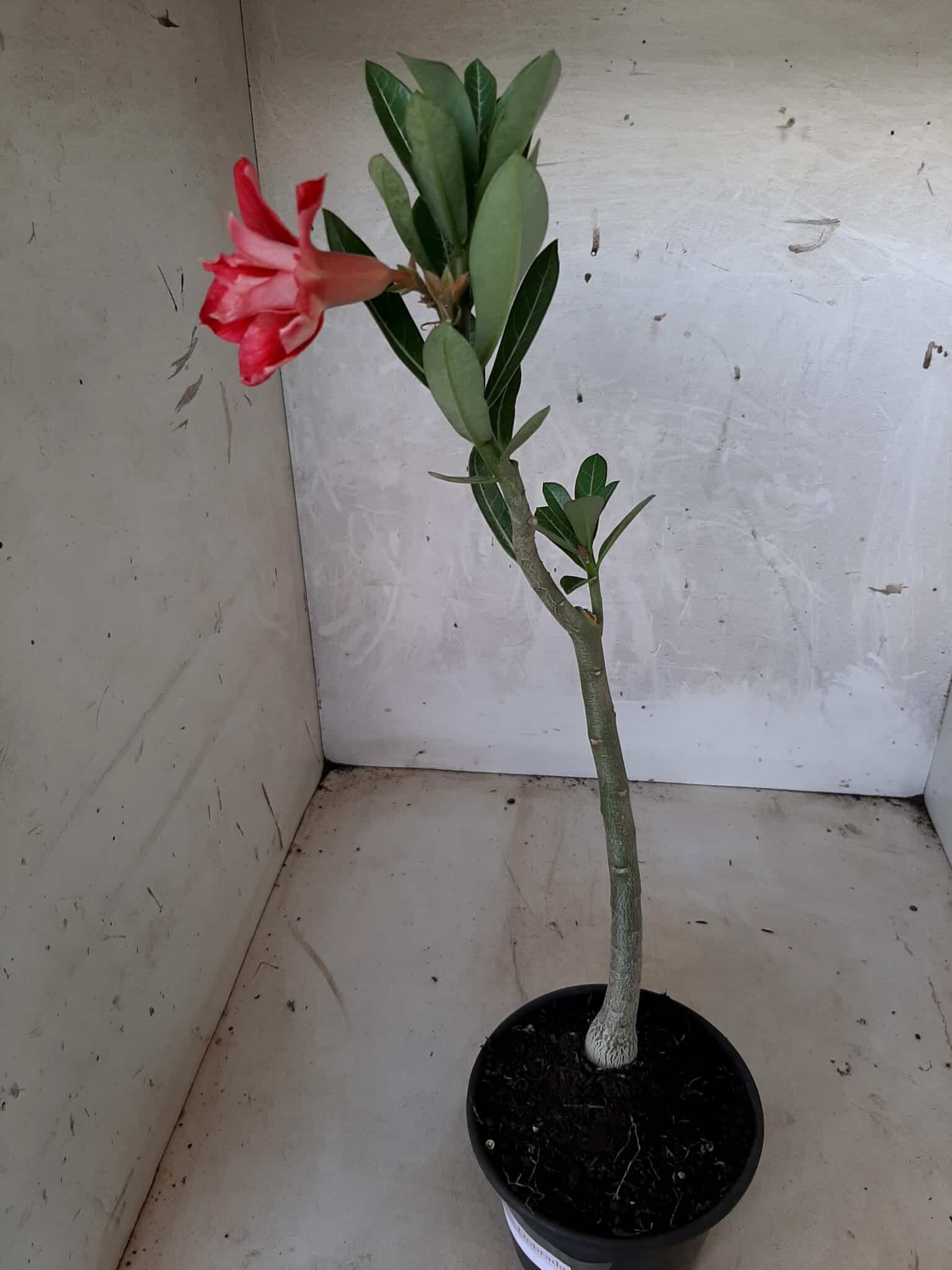 Planta Dobrada 1708 – 30cm – 01 ano
