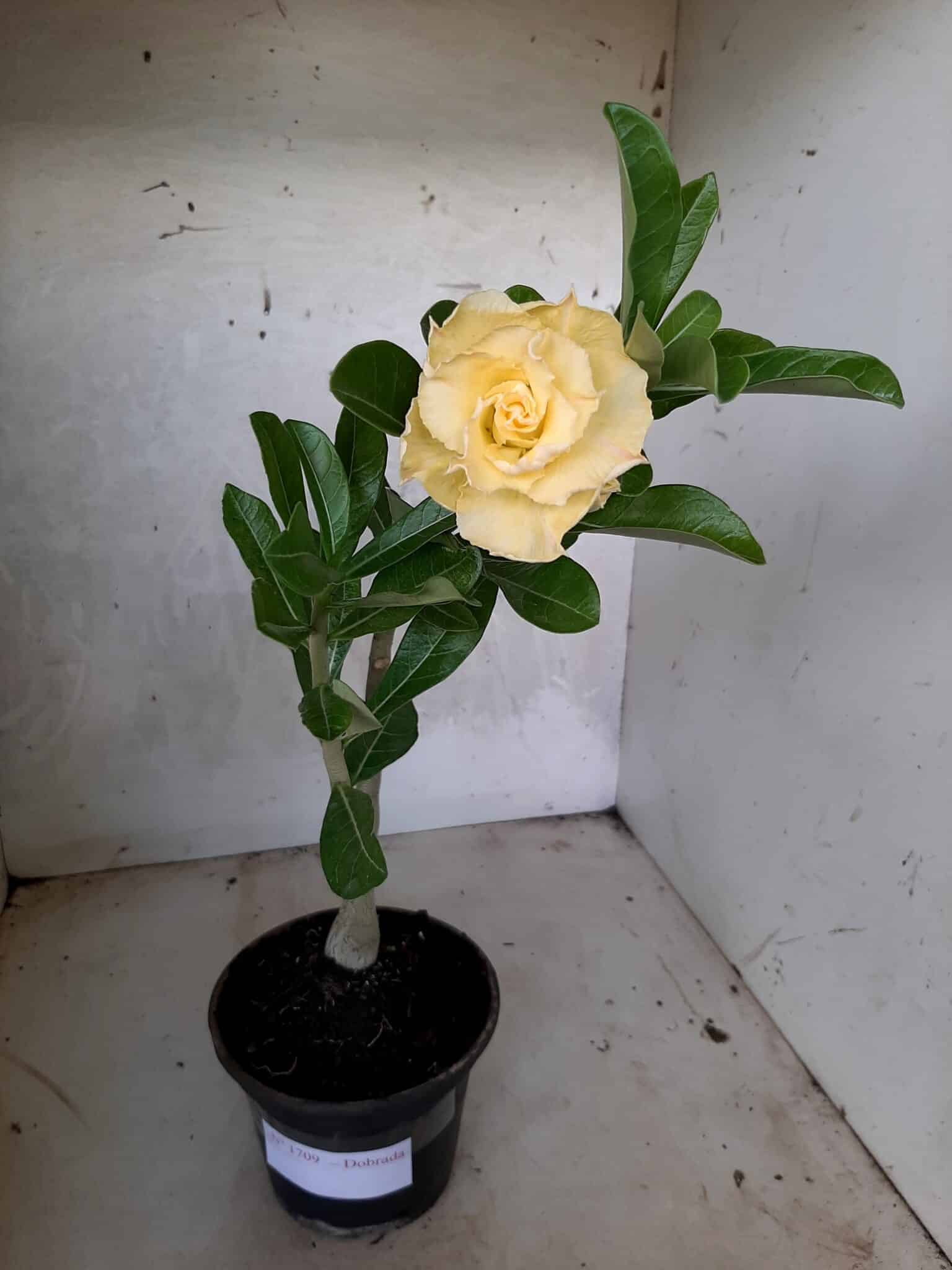 Planta Dobrada 1709 – 30cm – 01 ano