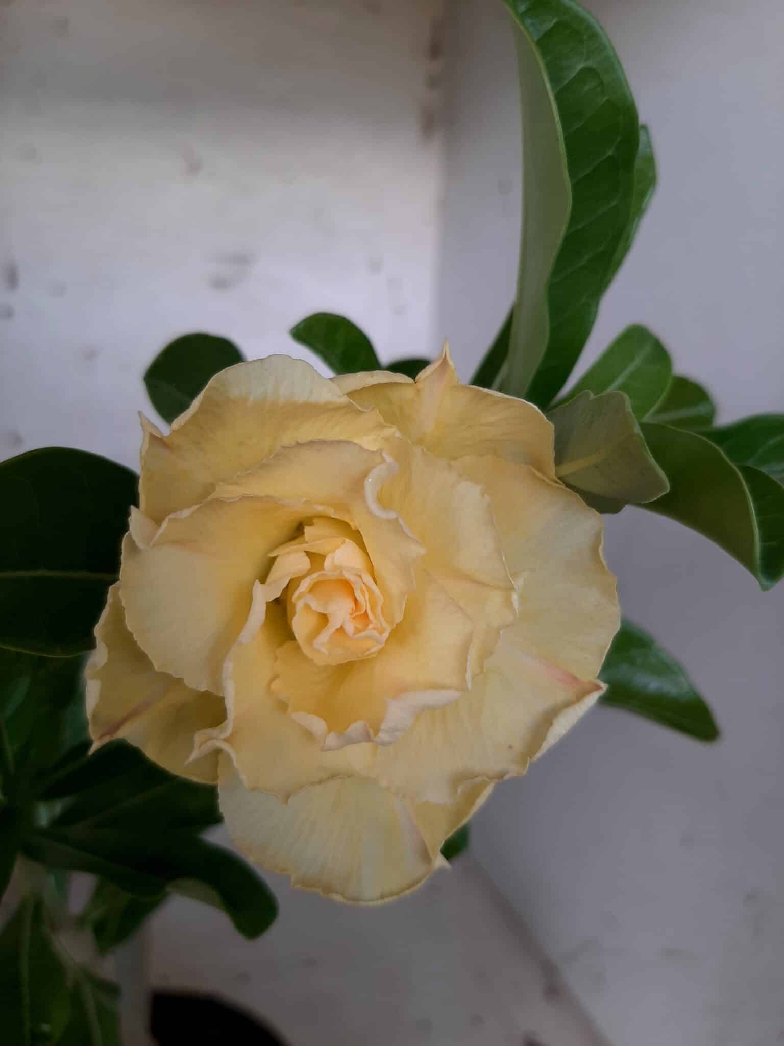 Planta Dobrada 1709 – 30cm – 01 ano