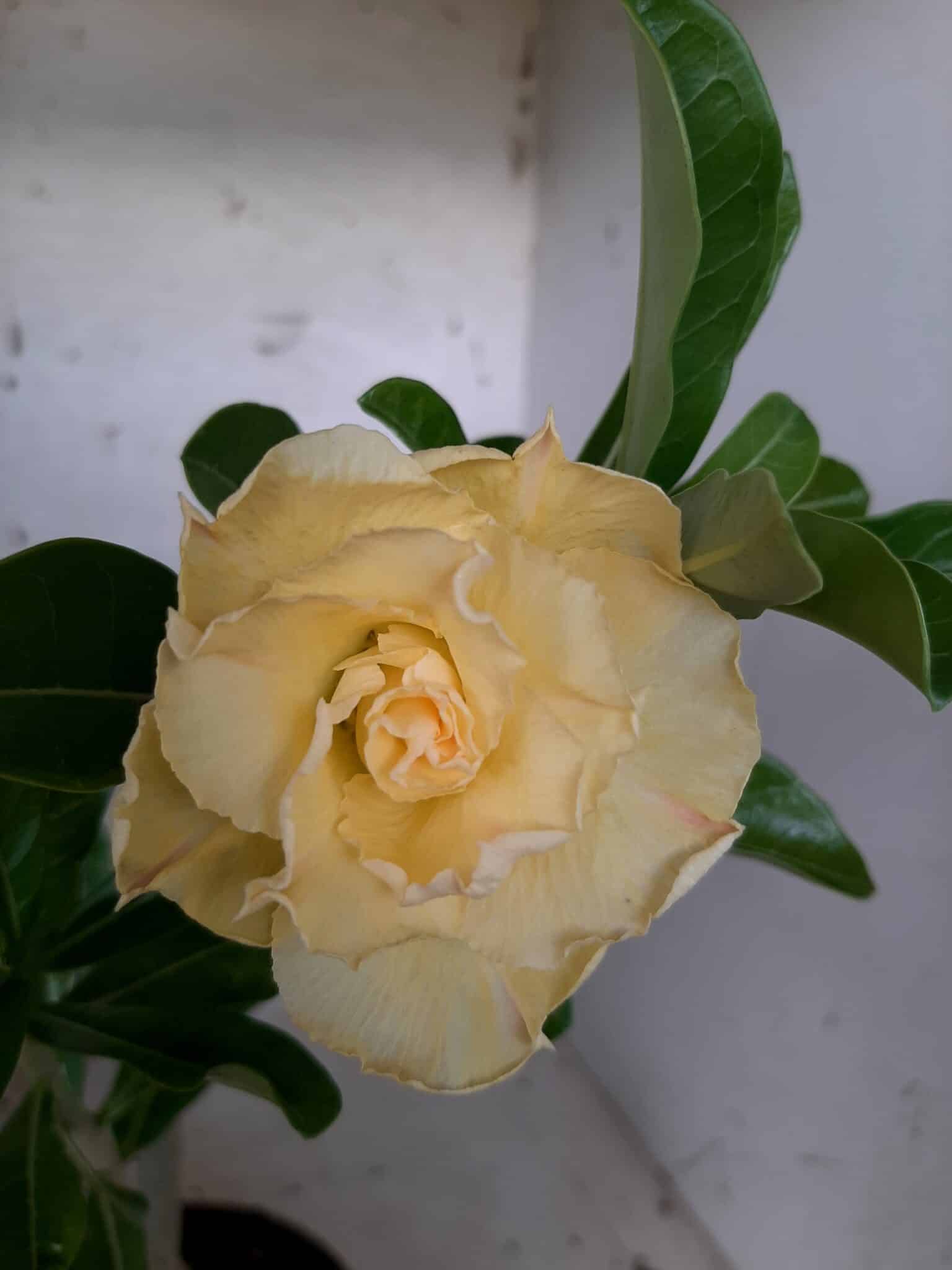 Planta Dobrada 1709 – 30cm – 01 ano
