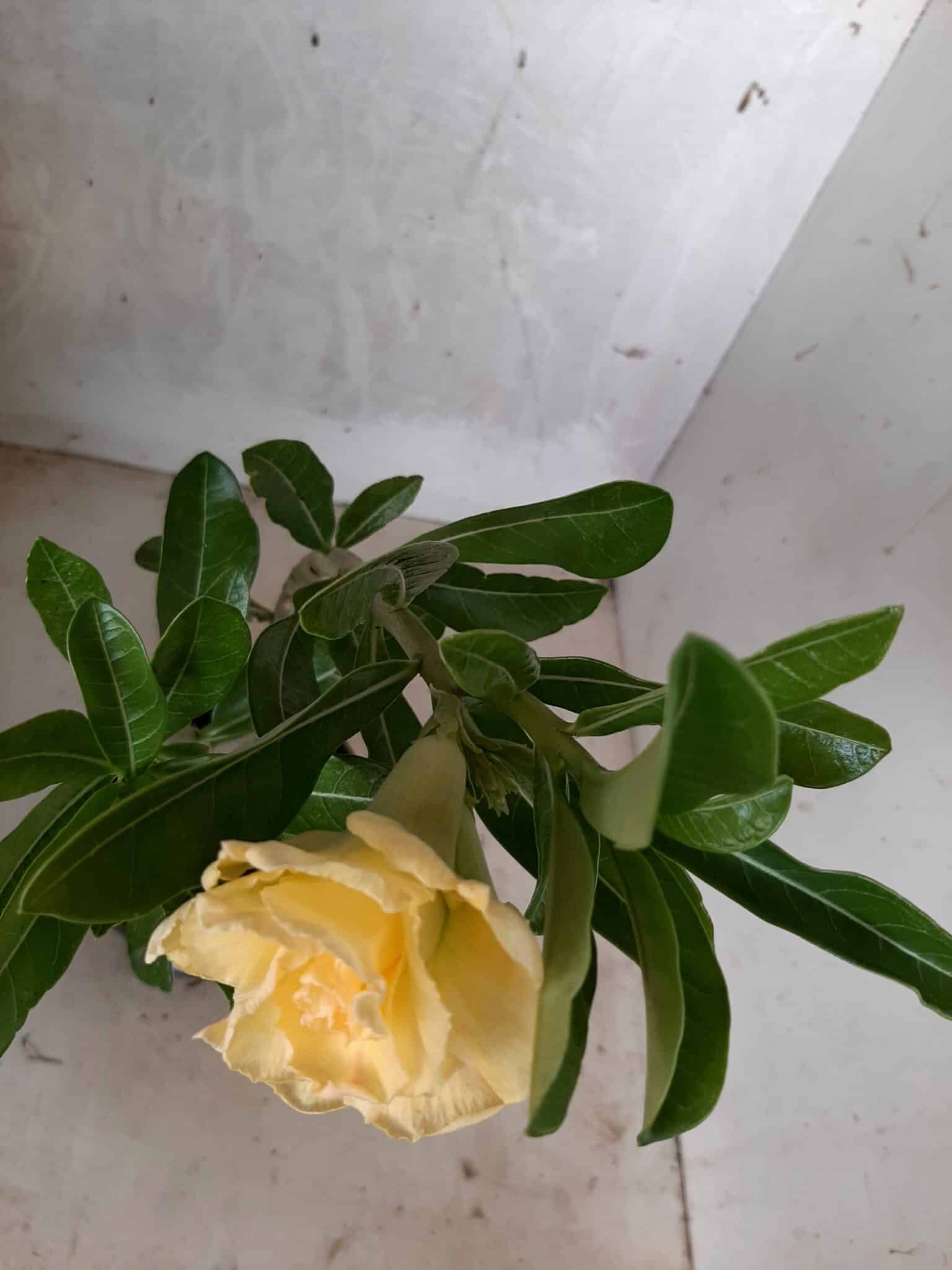 Planta Dobrada 1709 – 30cm – 01 ano