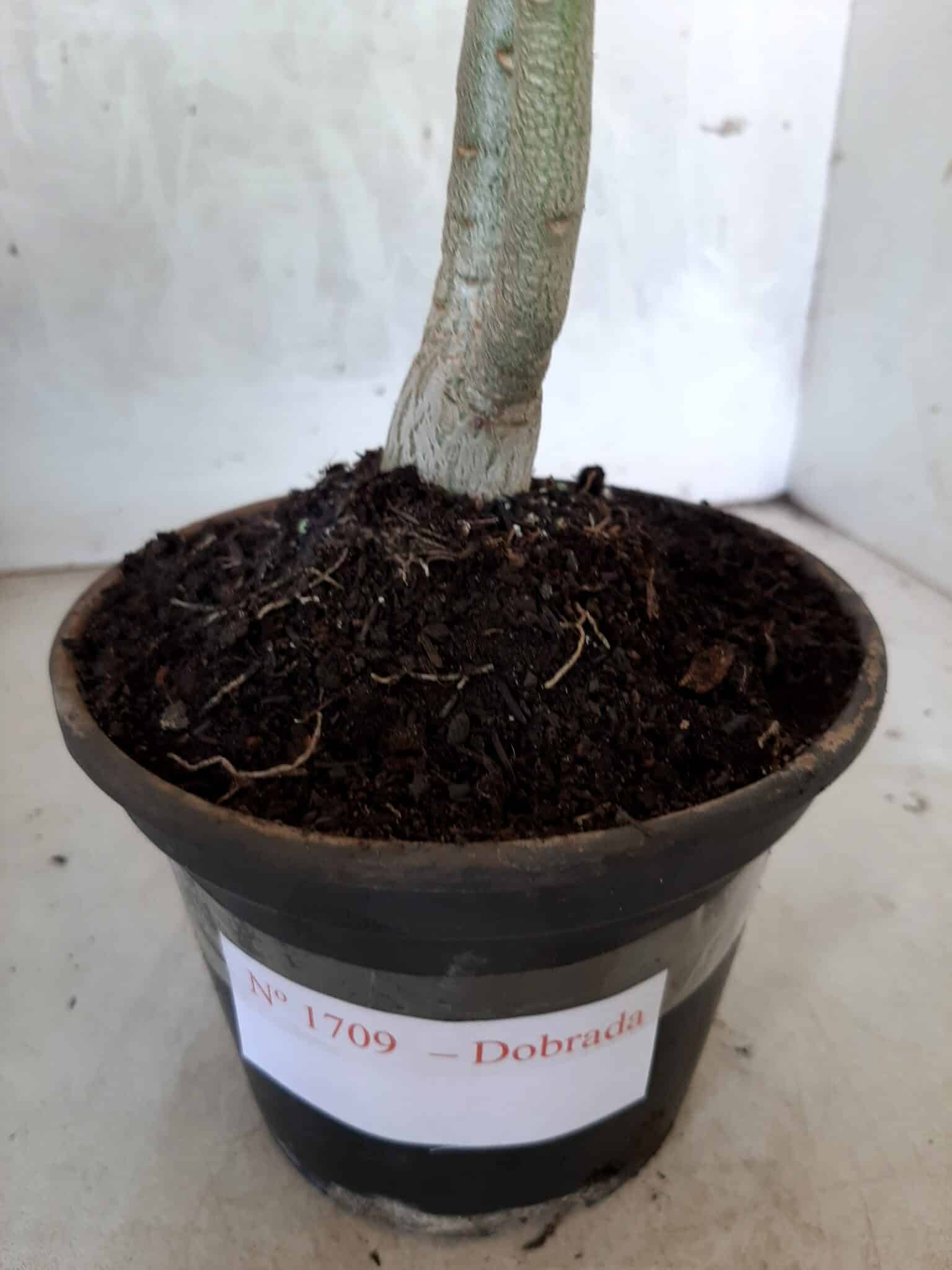 Planta Dobrada 1709 – 30cm – 01 ano