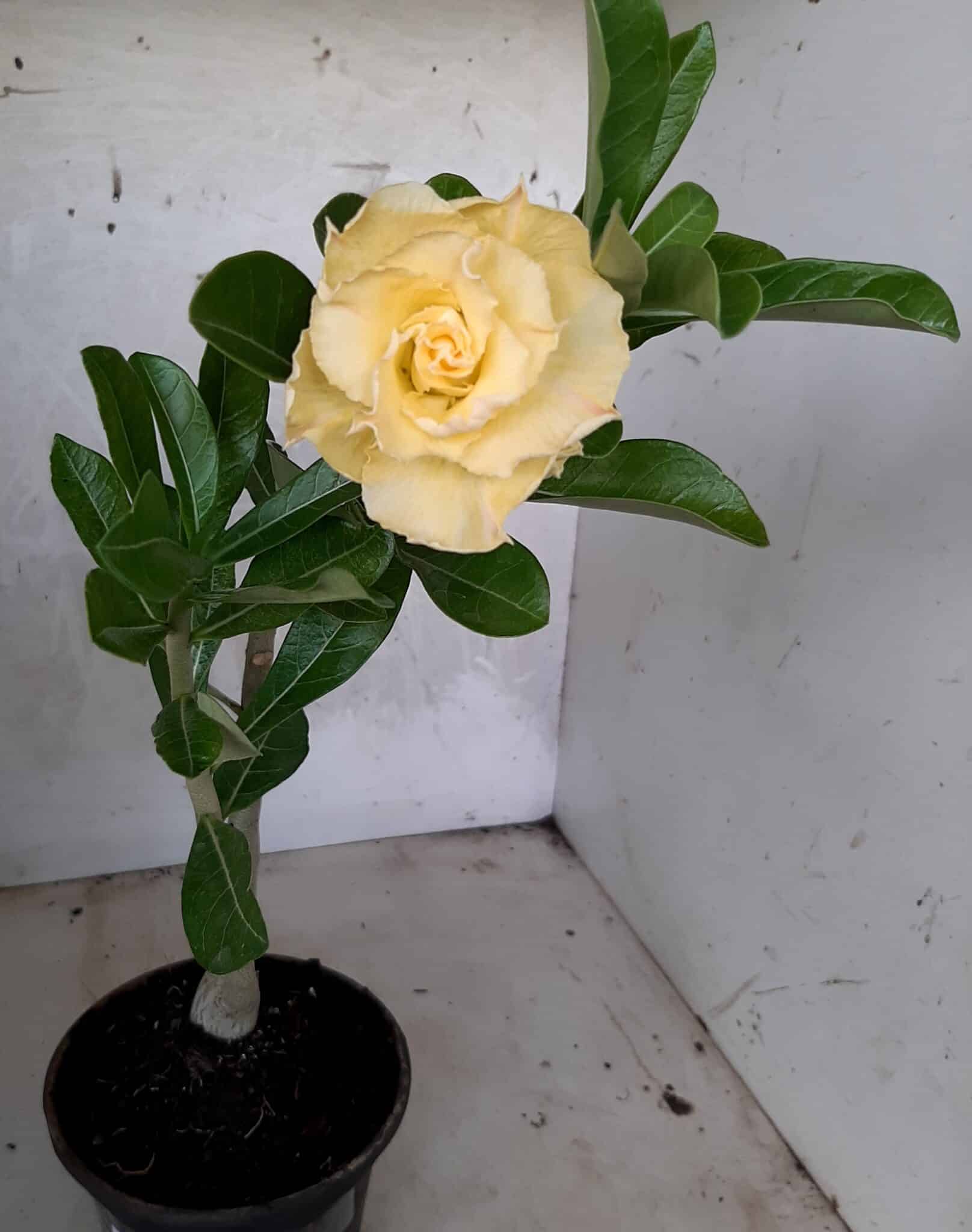 Planta Dobrada 1709 – 30cm – 01 ano