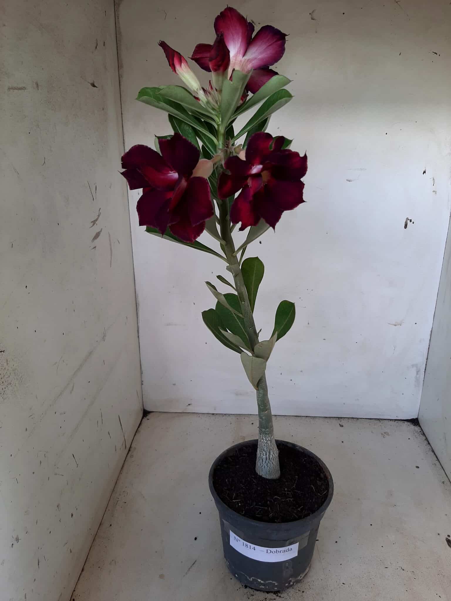 Planta Dobrada 1814 – 30cm – 01 ano