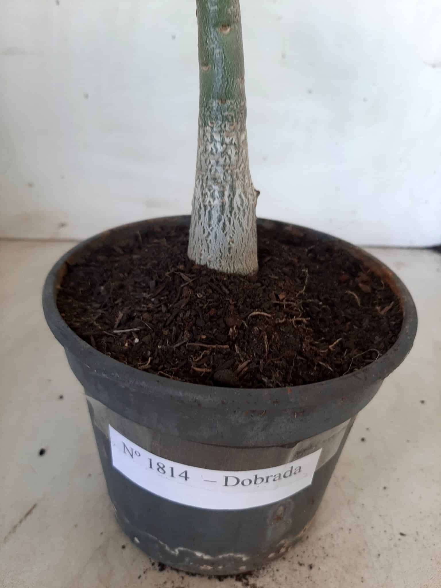 Planta Dobrada 1814 – 30cm – 01 ano
