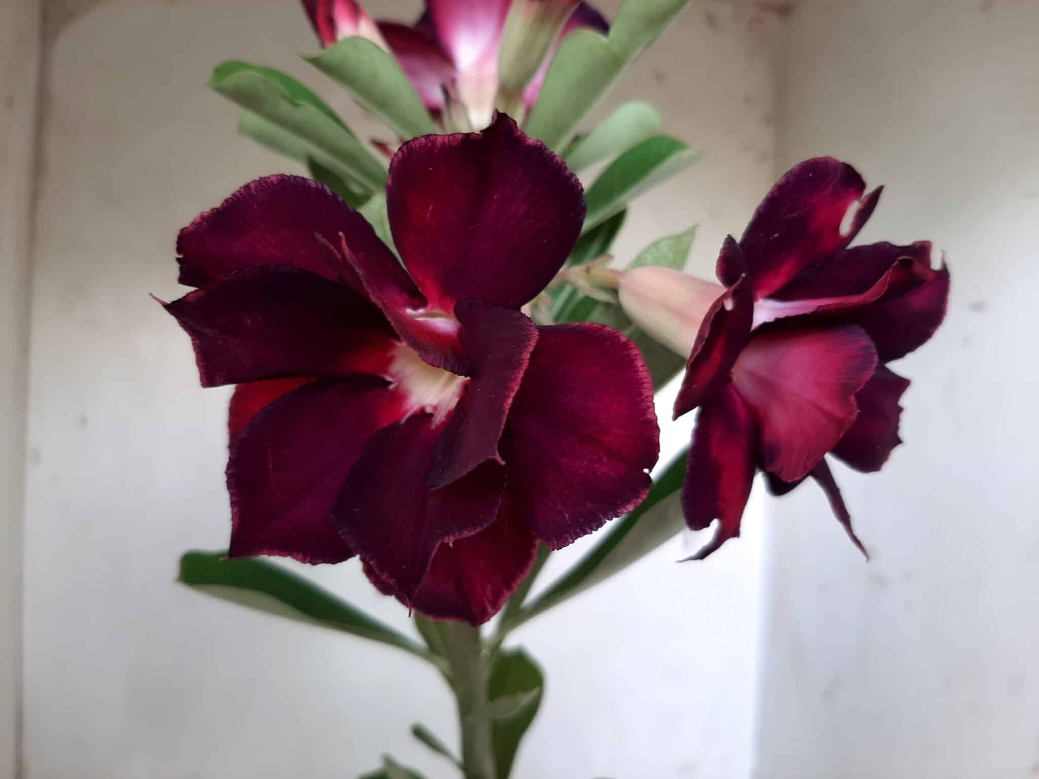 Planta Dobrada 1814 – 30cm – 01 ano