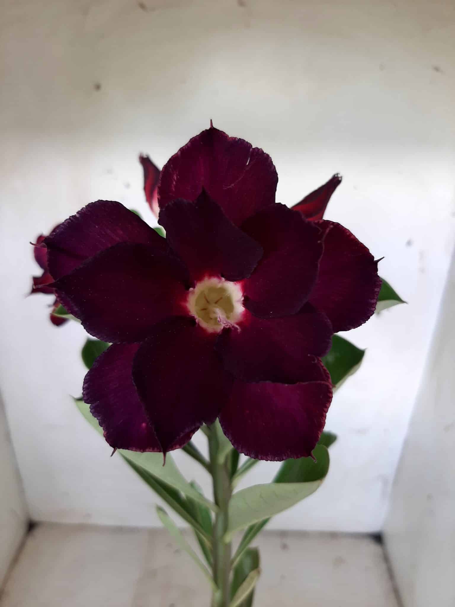 Planta Dobrada 1814 – 30cm – 01 ano