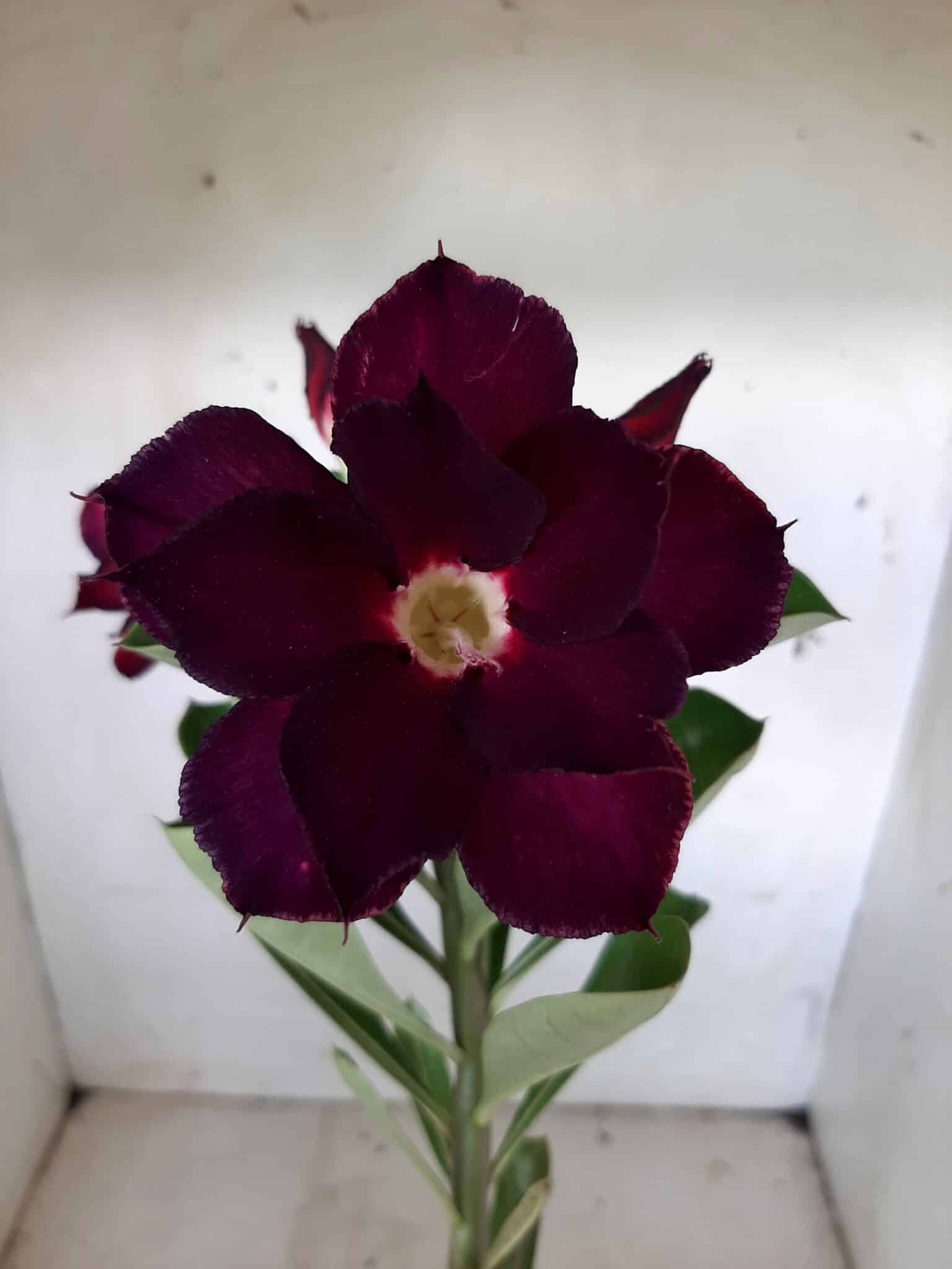 Planta Dobrada 1814 – 30cm – 01 ano