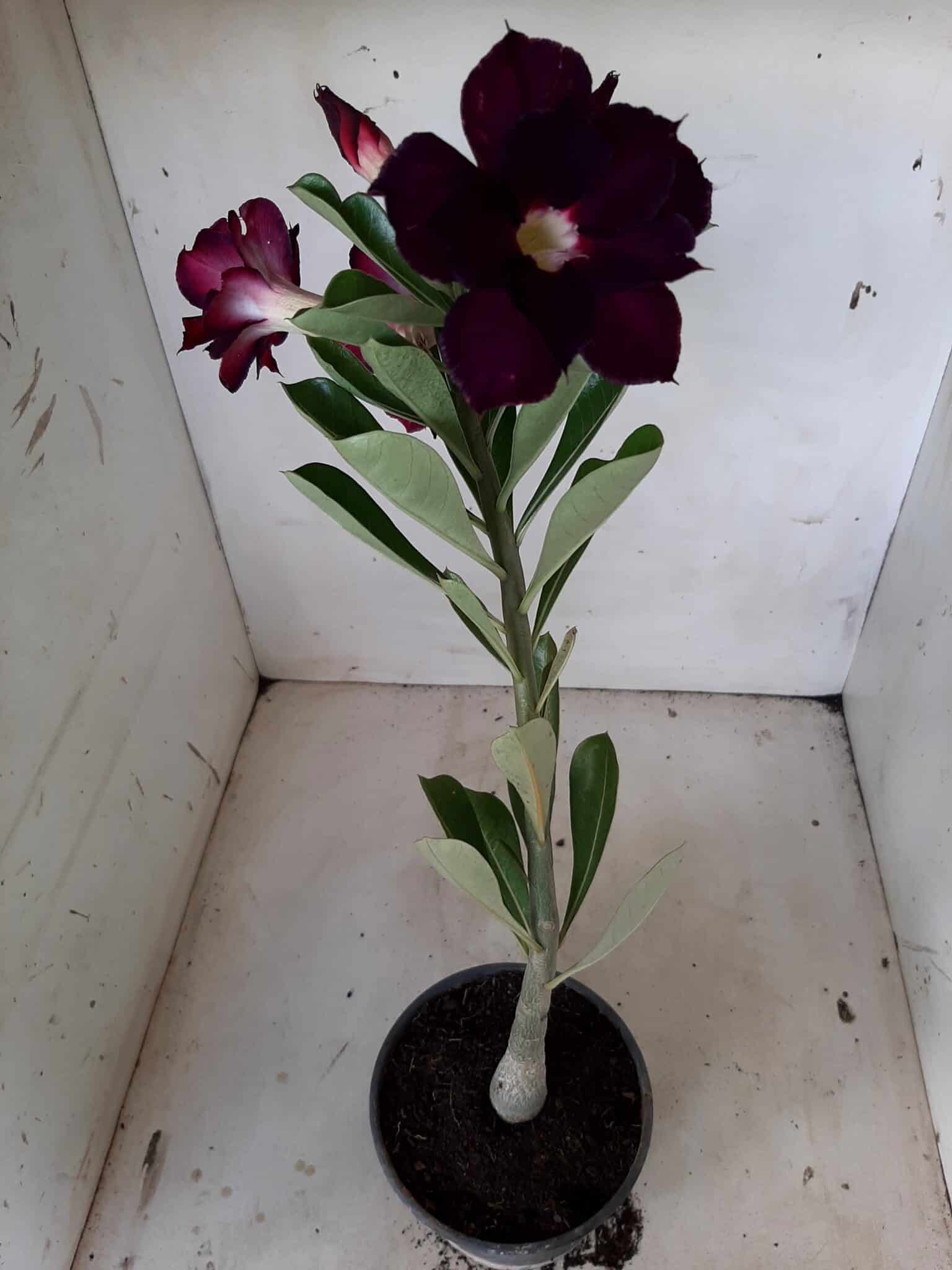 Planta Dobrada 1814 – 30cm – 01 ano