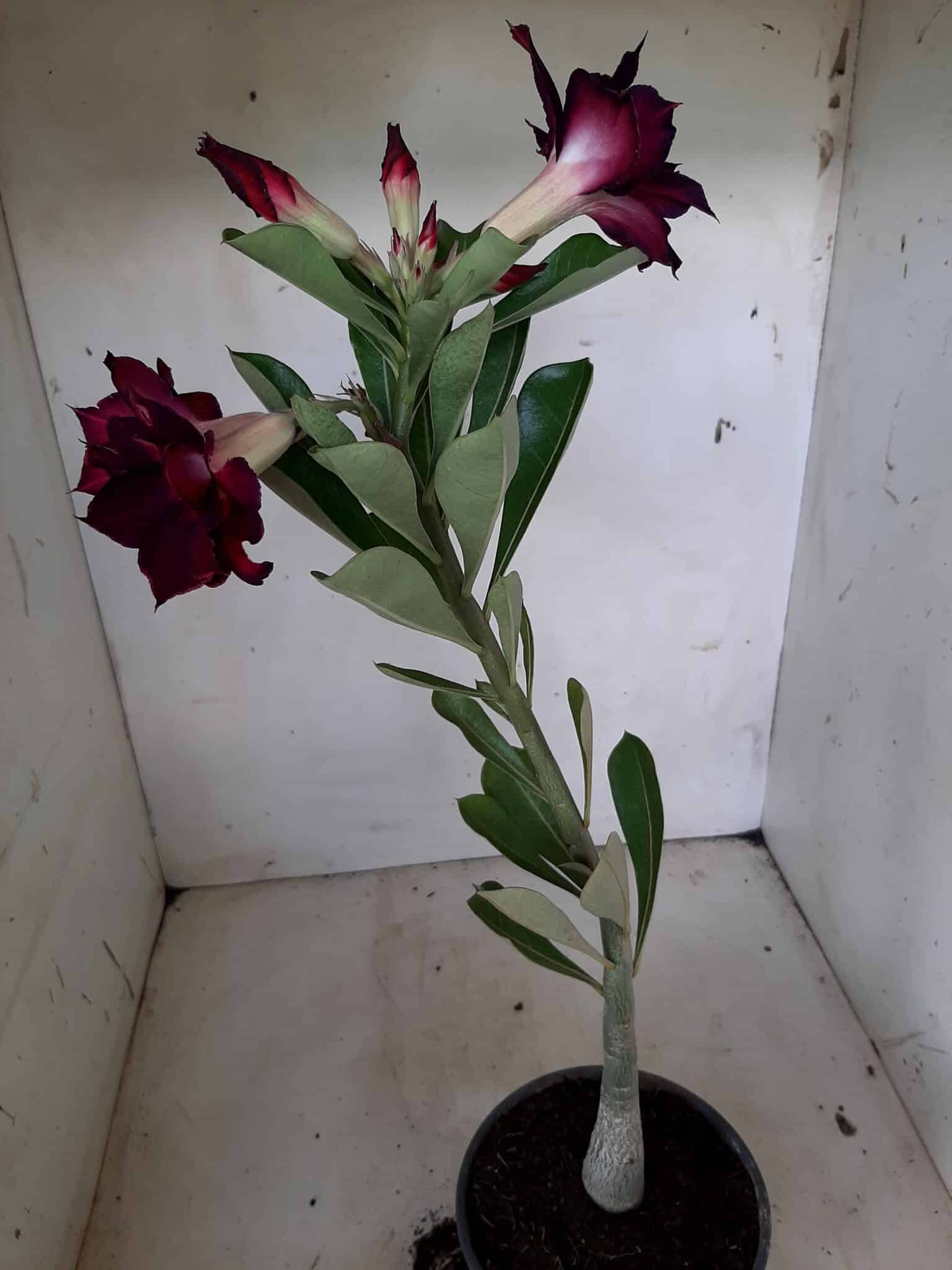 Planta Dobrada 1814 – 30cm – 01 ano
