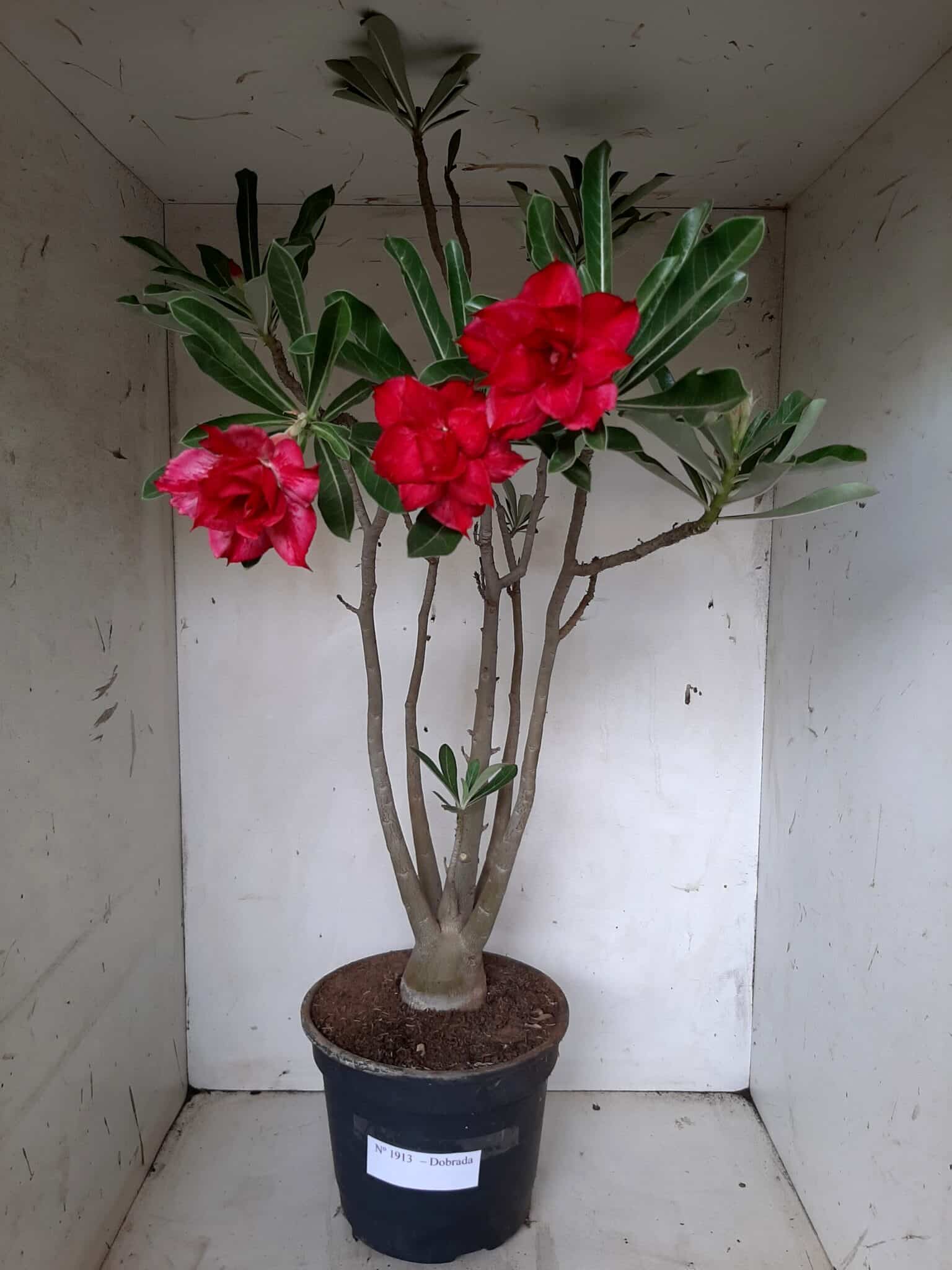 Planta Dobrada 1913 – 55cm – 03 anos