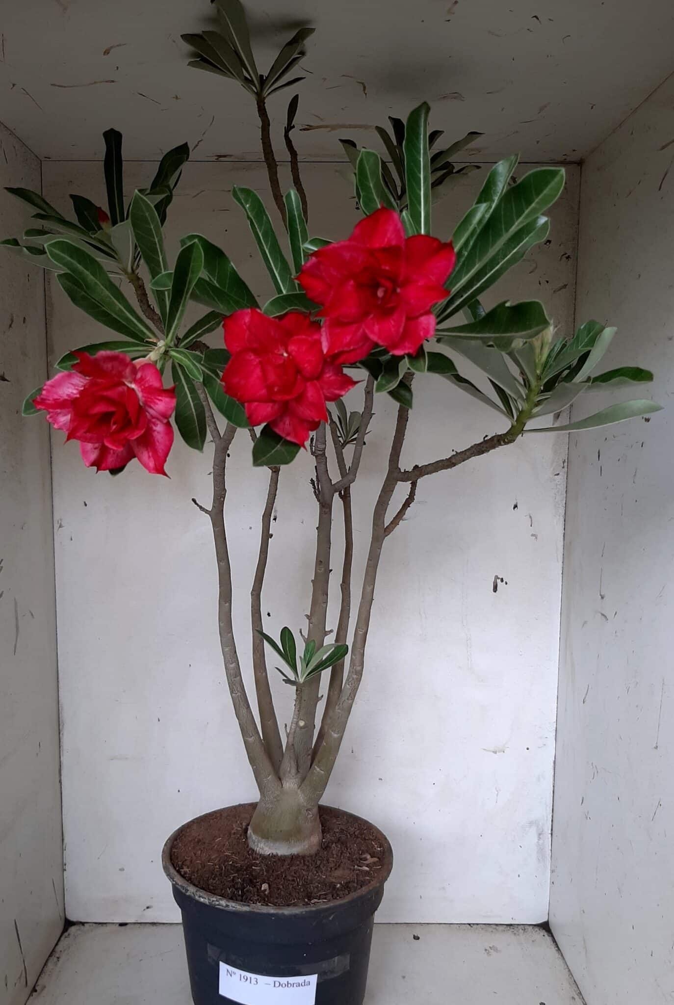 Planta Dobrada 1913 – 55cm – 03 anos
