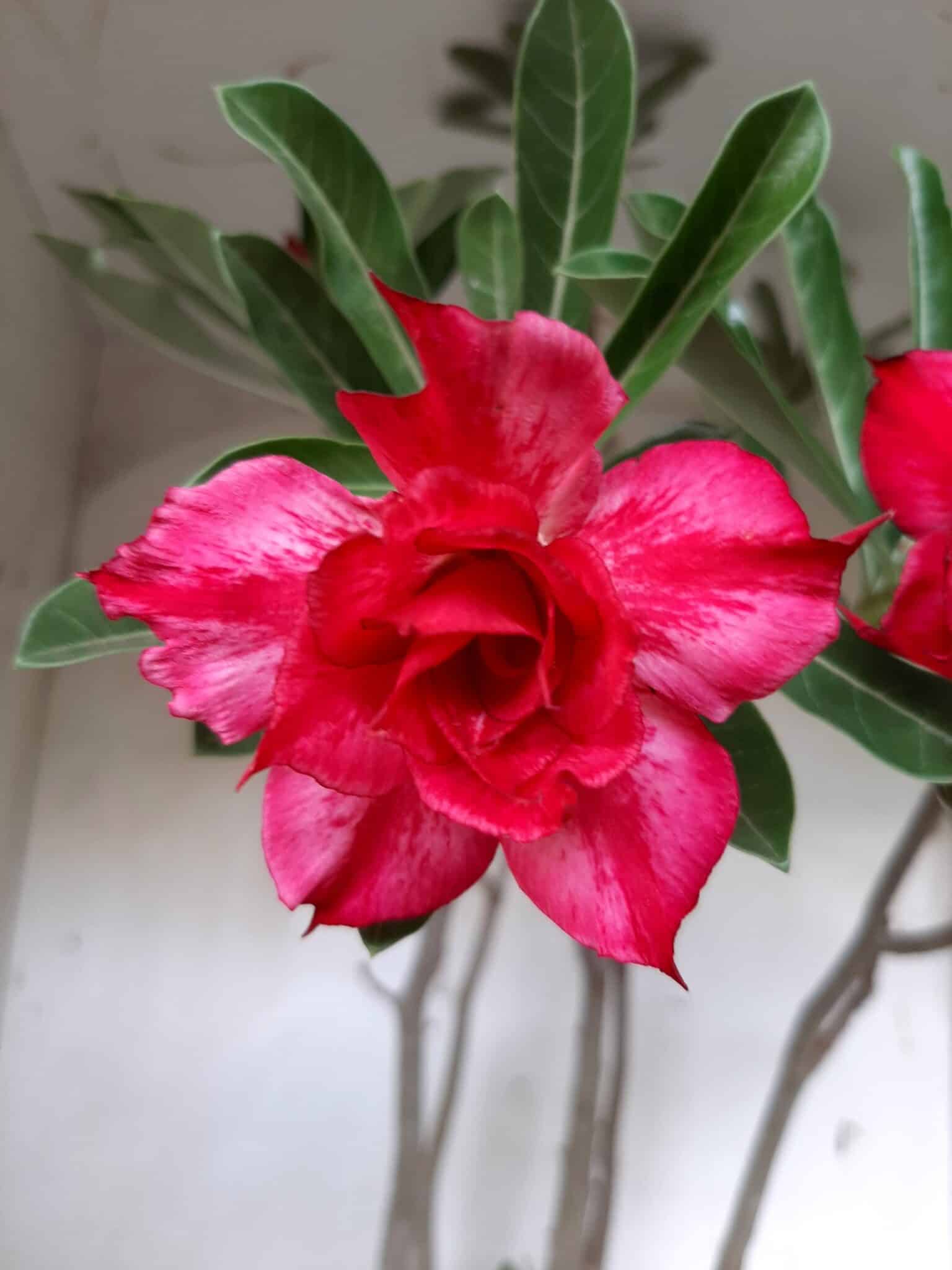 Planta Dobrada 1913 – 55cm – 03 anos