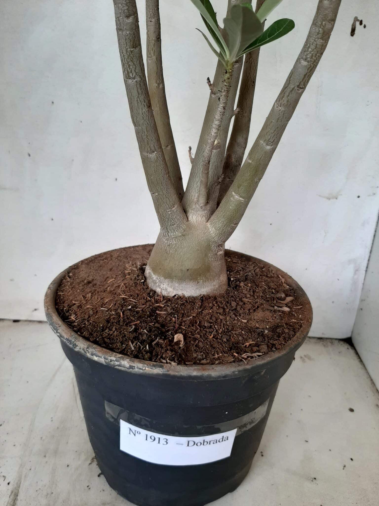 Planta Dobrada 1913 – 55cm – 03 anos