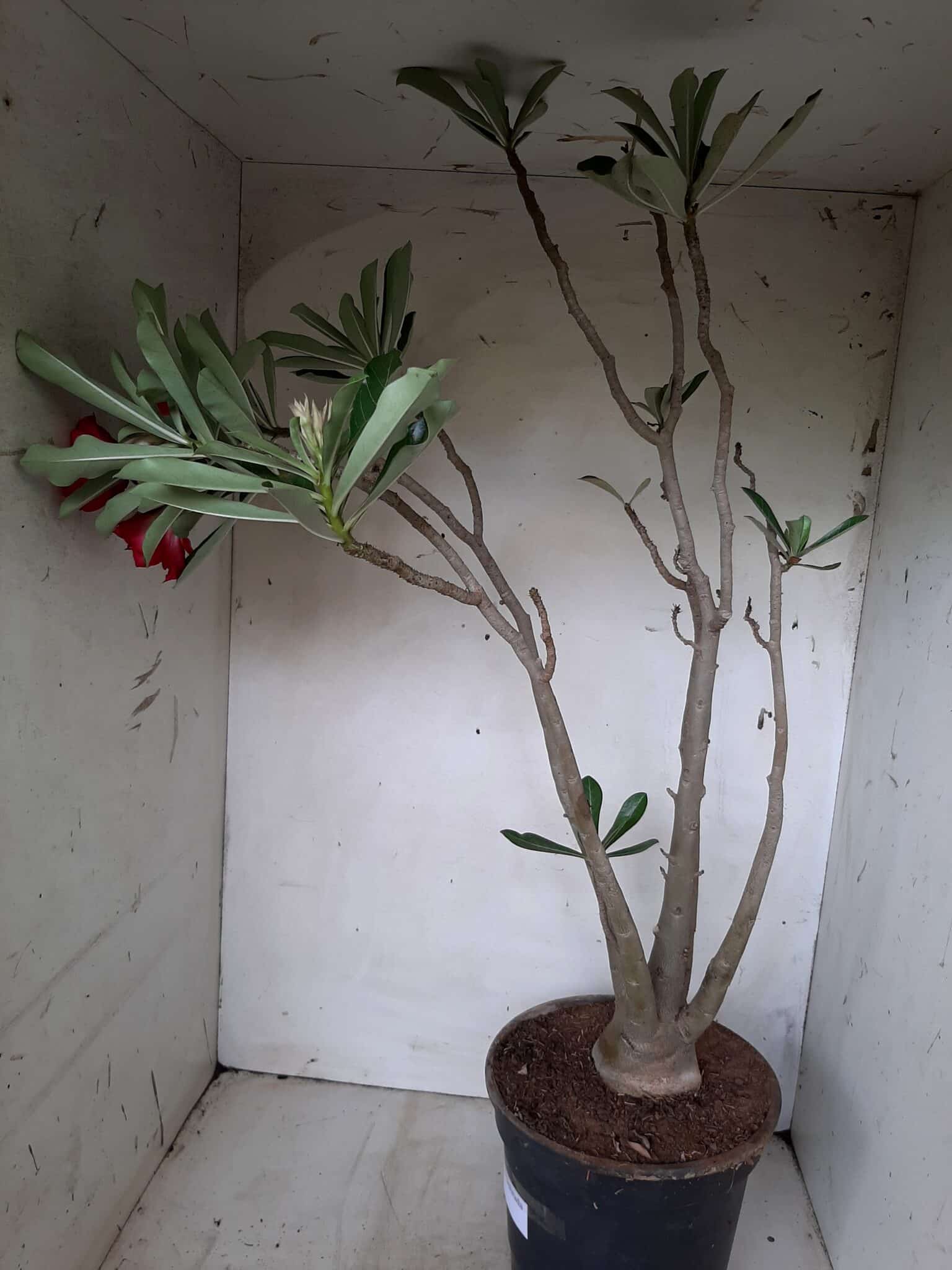 Planta Dobrada 1913 – 55cm – 03 anos