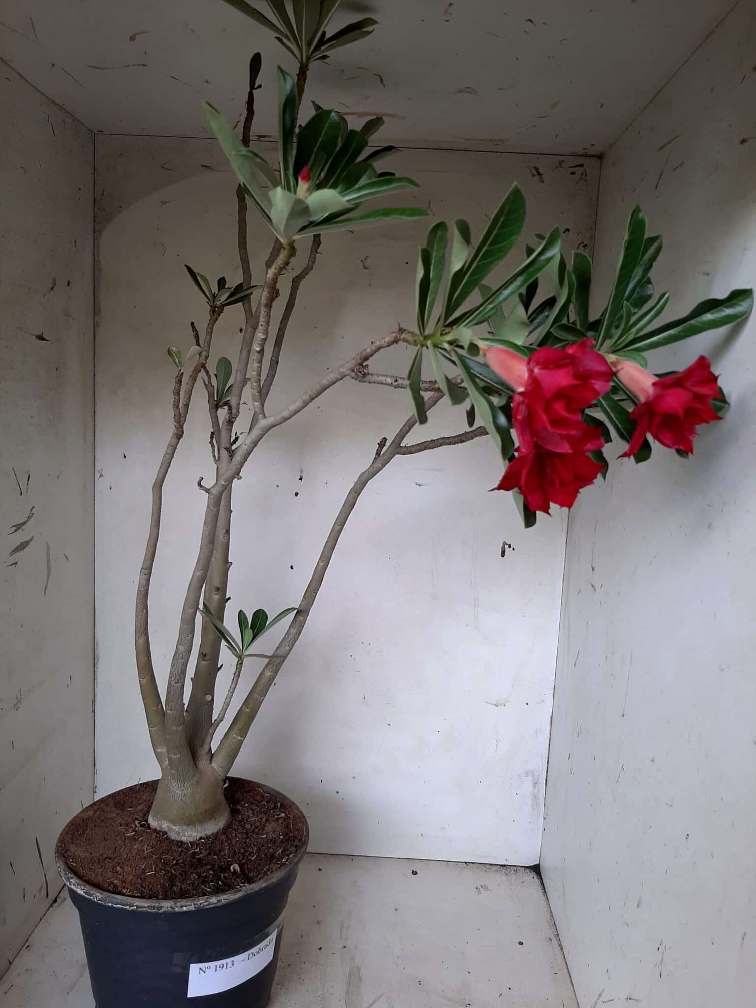 Planta Dobrada 1913 – 55cm – 03 anos
