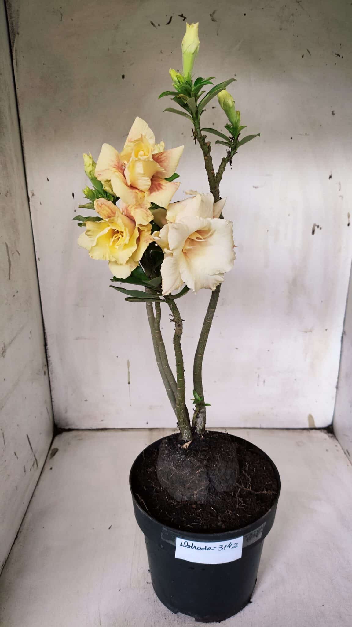 Planta Dobrada 3142 (2) – 35cm – 03 anos
