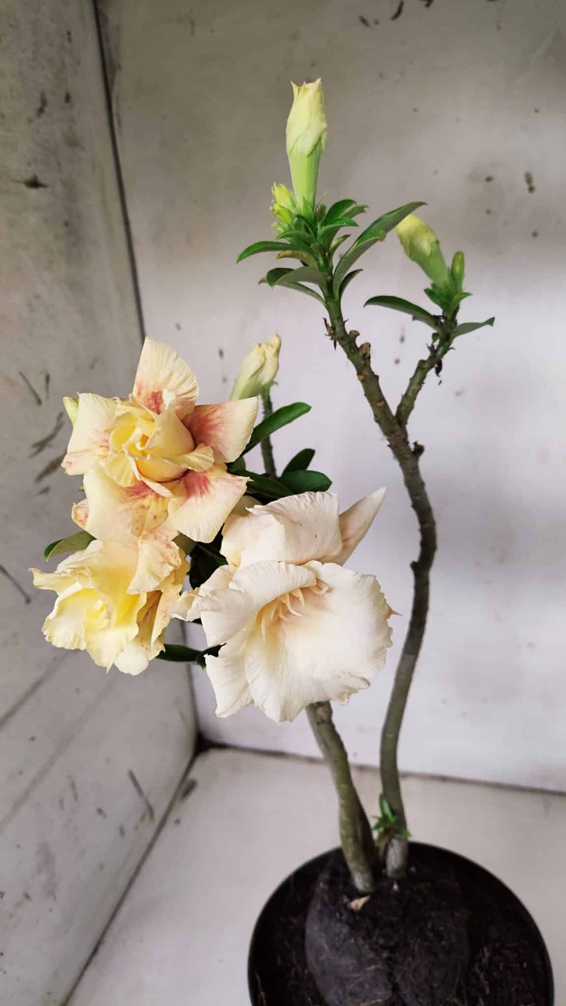 Planta Dobrada 3142 (2) – 35cm – 03 anos