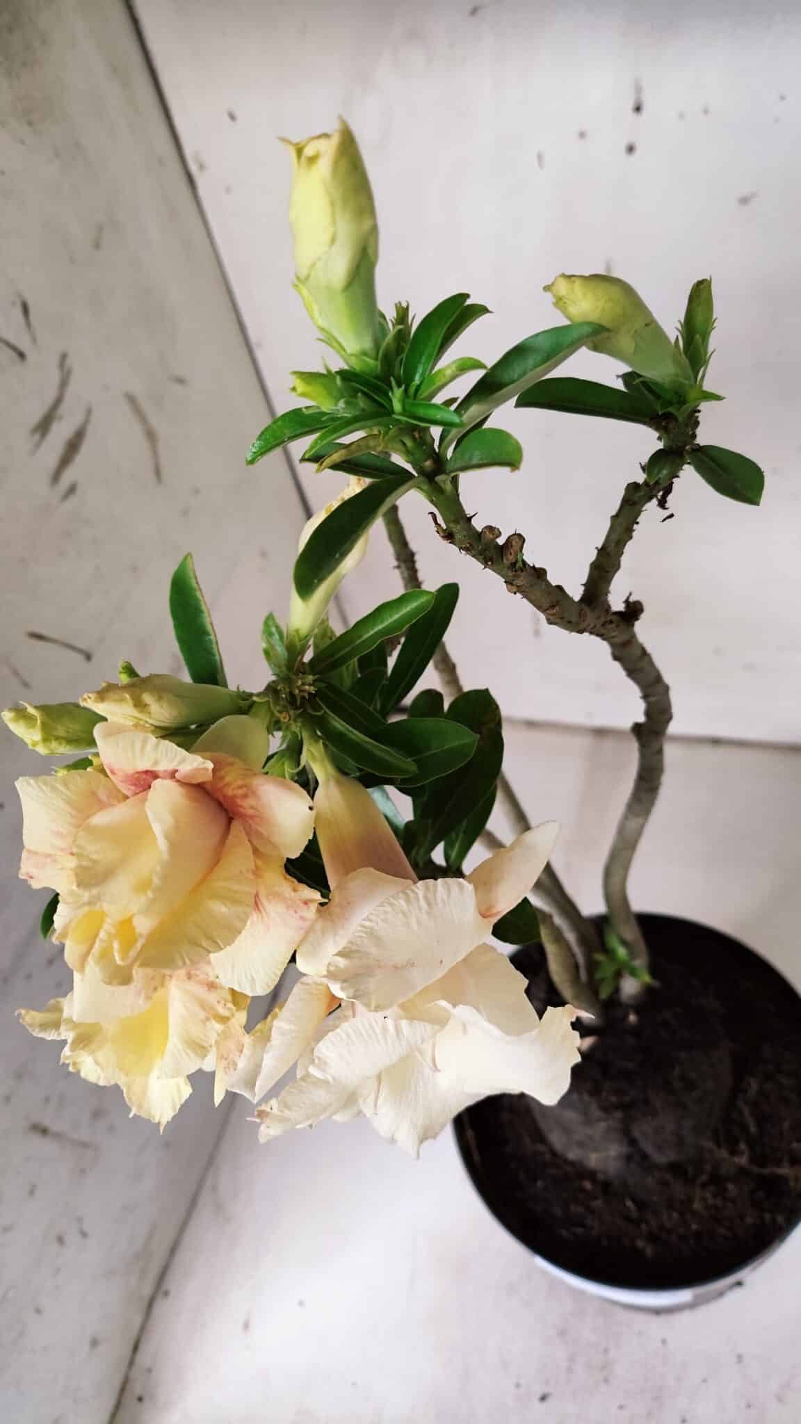 Planta Dobrada 3142 (2) – 35cm – 03 anos