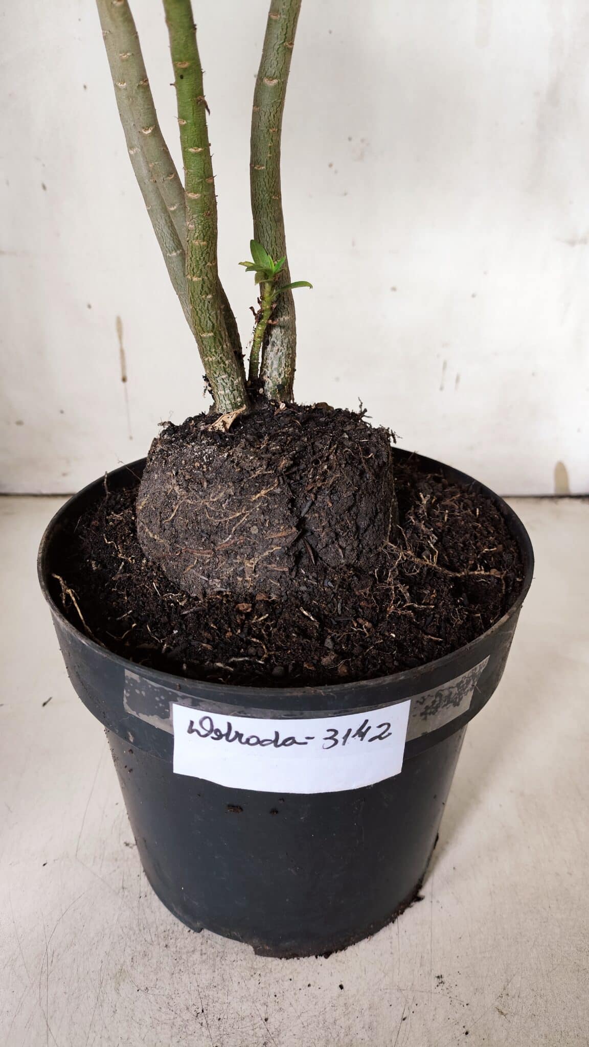 Planta Dobrada 3142 (2) – 35cm – 03 anos