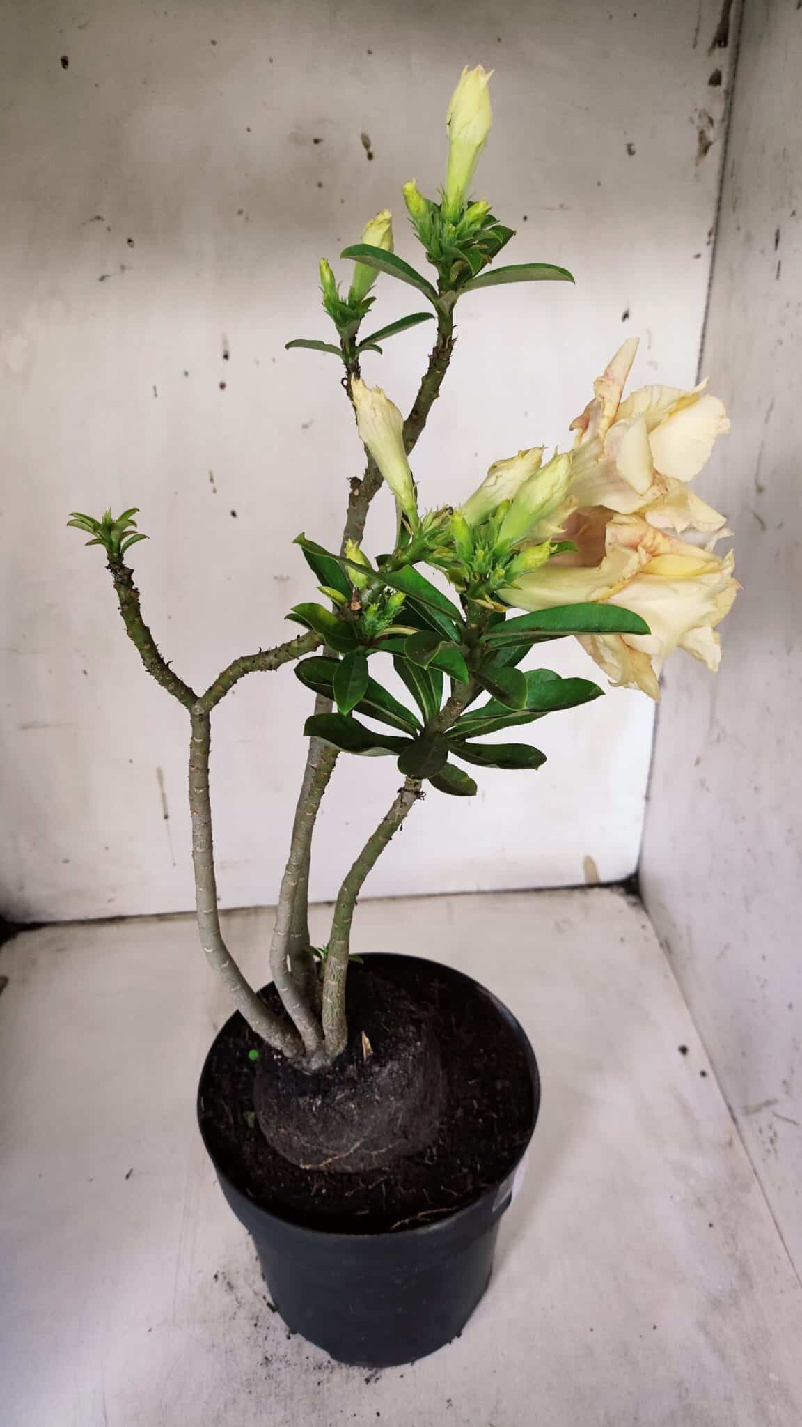 Planta Dobrada 3142 (2) – 35cm – 03 anos