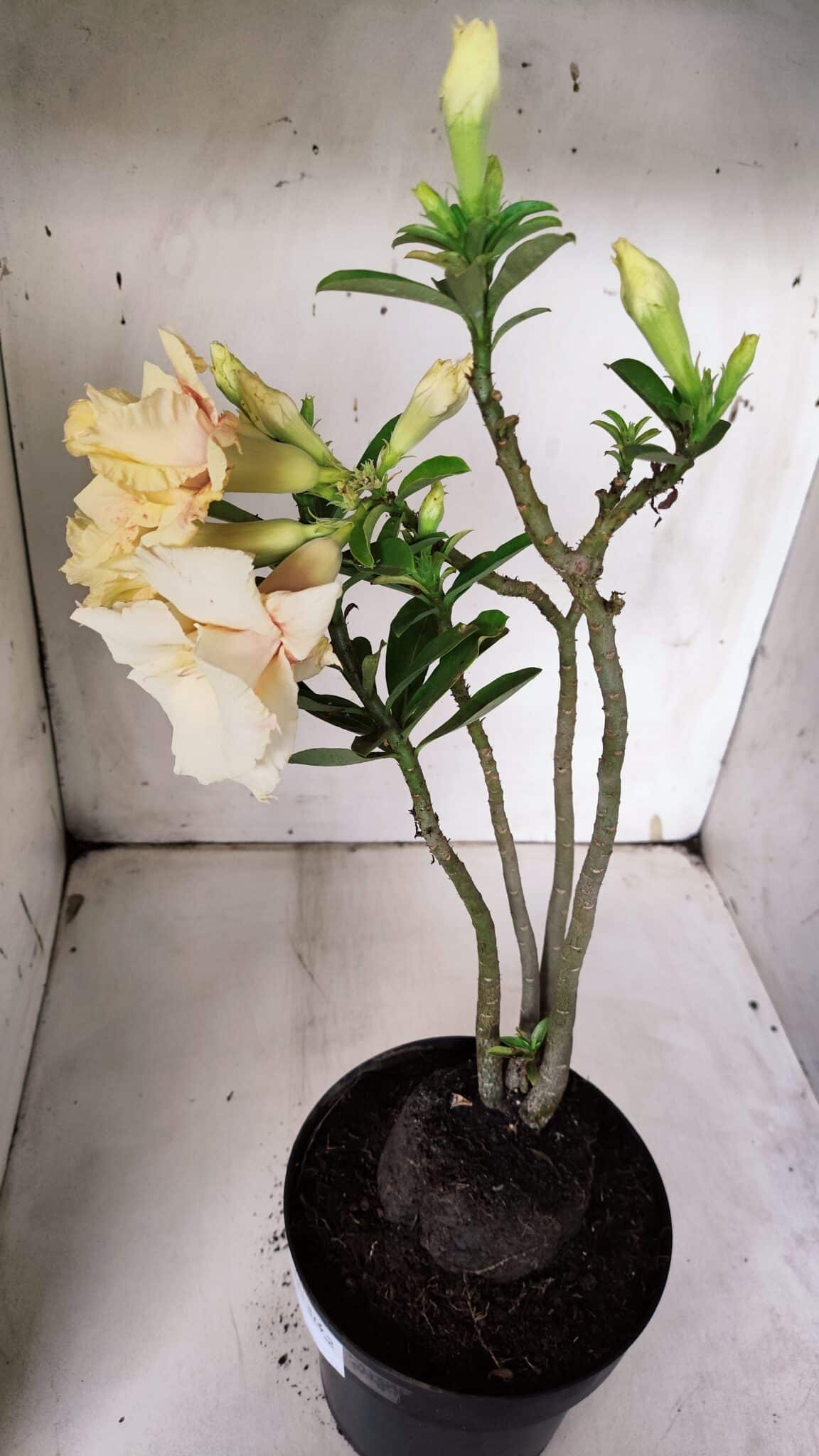 Planta Dobrada 3142 (2) – 35cm – 03 anos