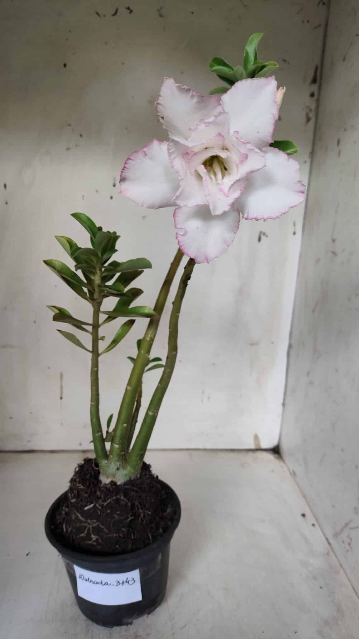 Planta Dobrada 3143 (2) – 35cm – 03 anos