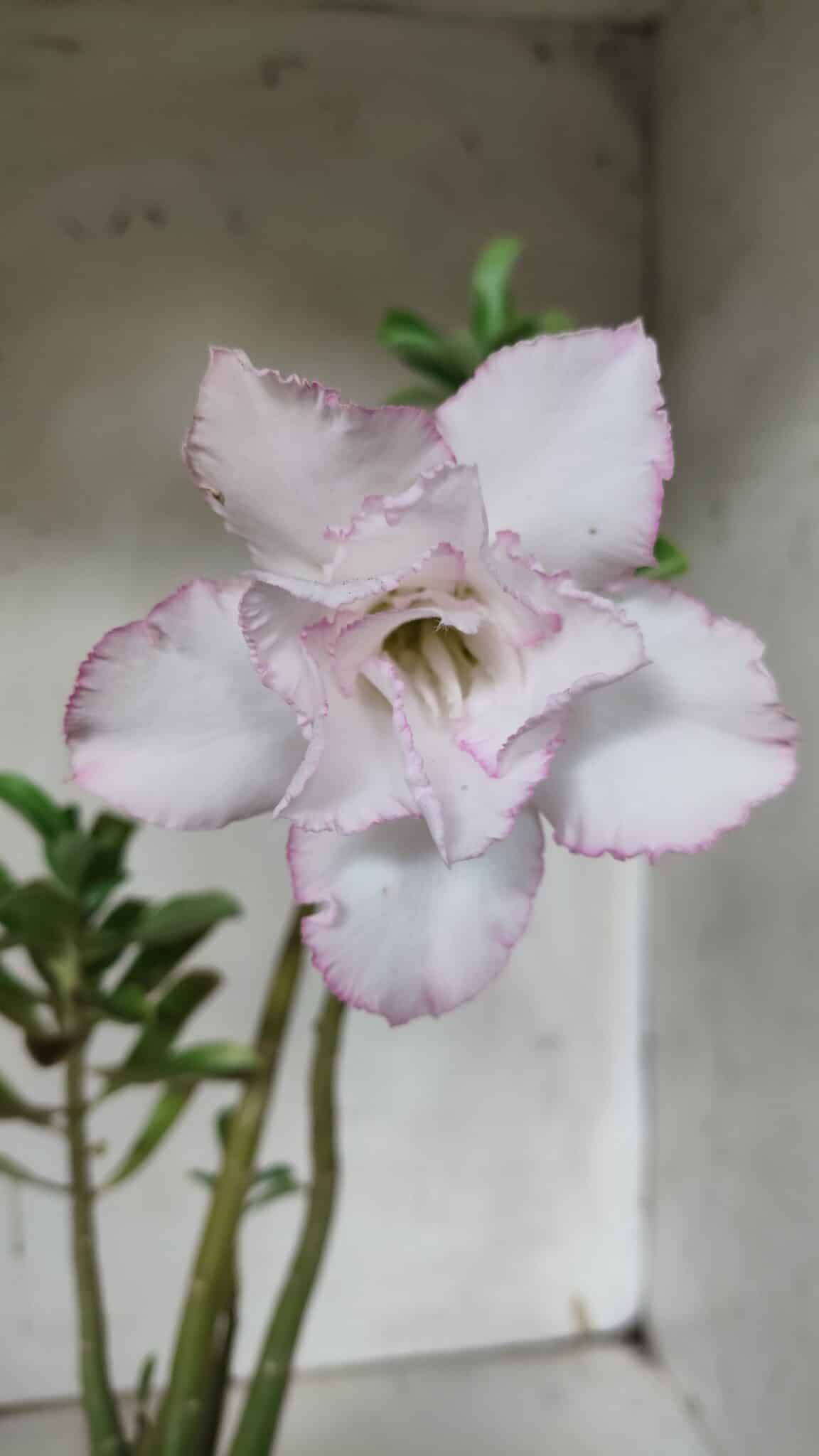 Planta Dobrada 3143 (2) – 35cm – 03 anos