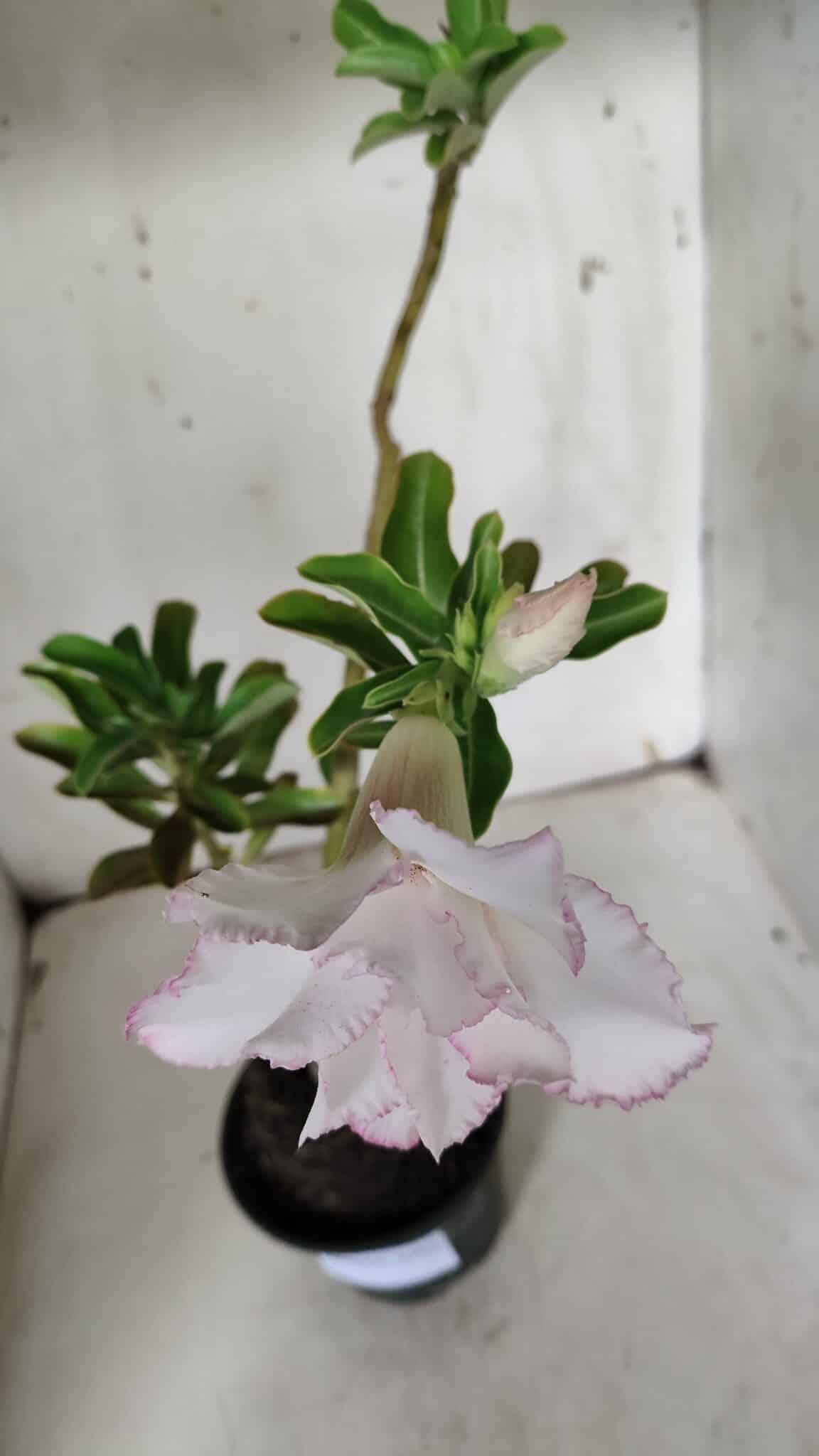 Planta Dobrada 3143 (2) – 35cm – 03 anos