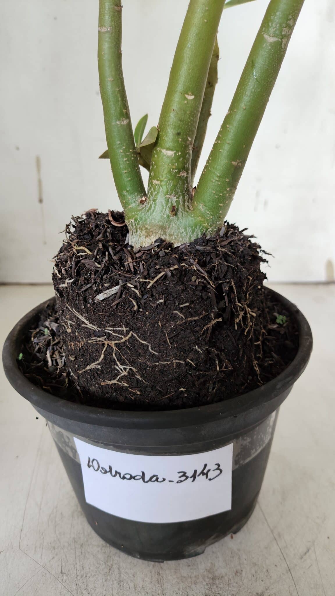 Planta Dobrada 3143 (2) – 35cm – 03 anos