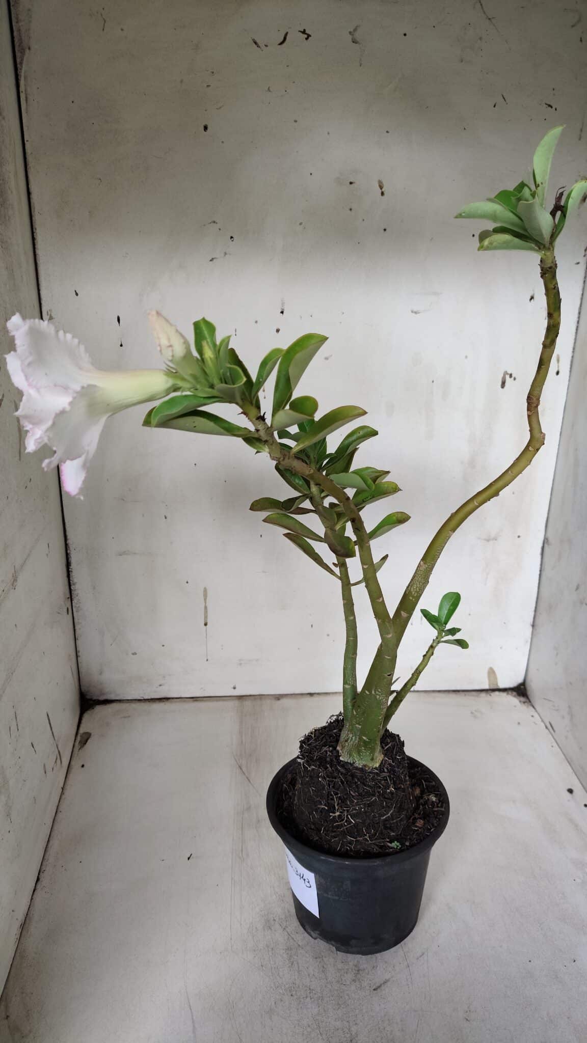 Planta Dobrada 3143 (2) – 35cm – 03 anos