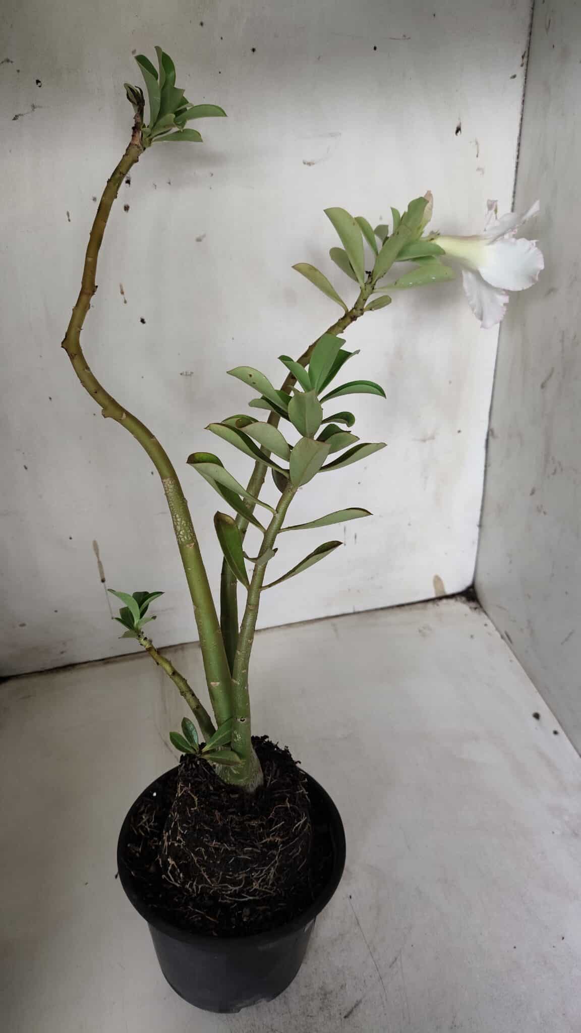 Planta Dobrada 3143 (2) – 35cm – 03 anos