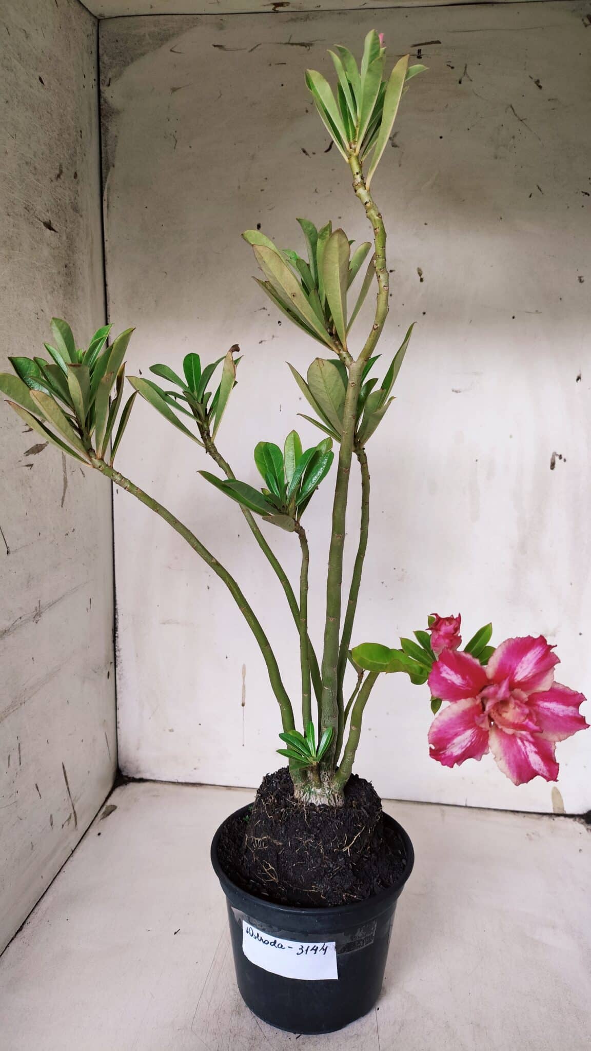 Planta Dobrada 3144 (2) – 35cm – 03 anos