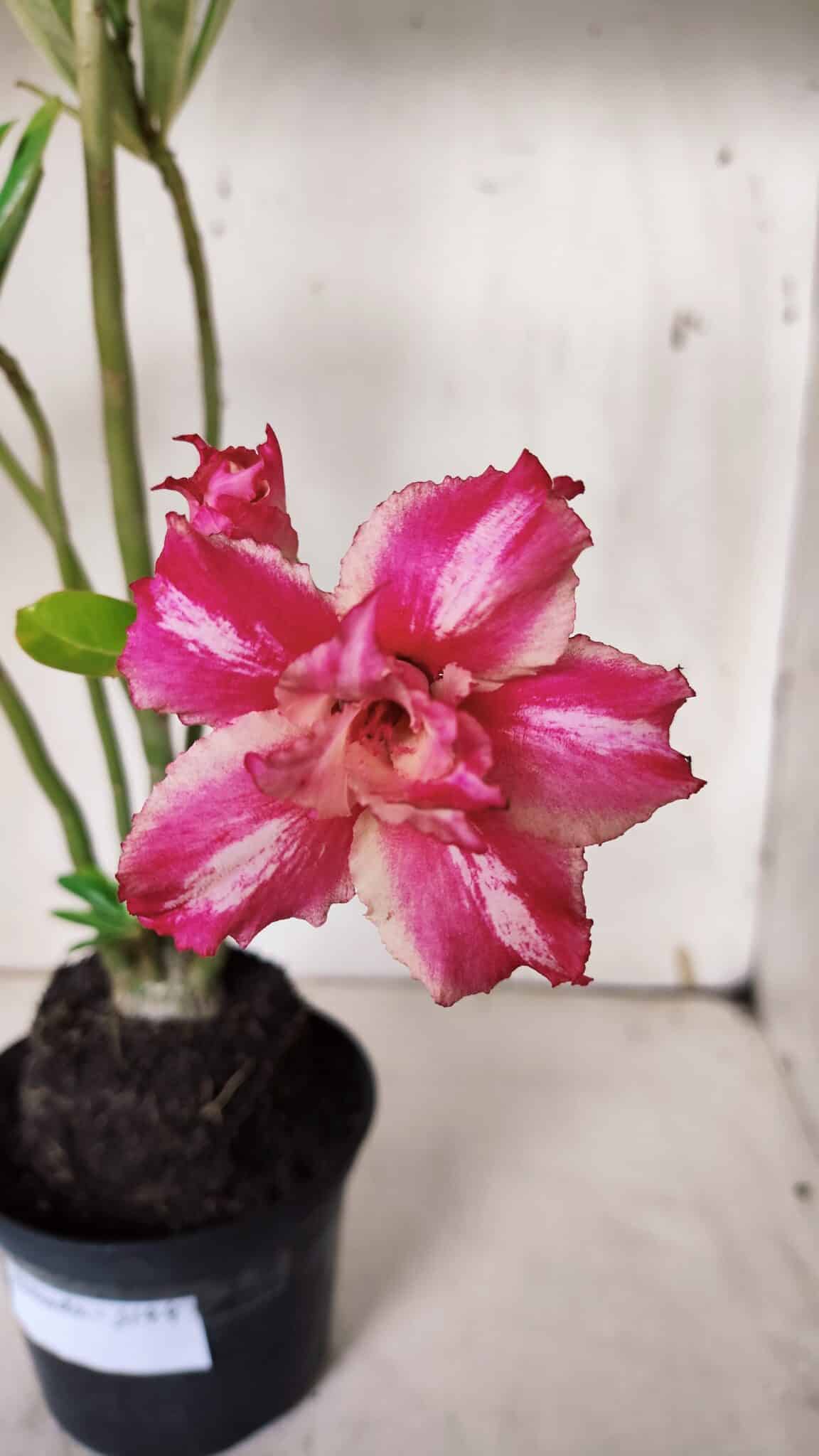Planta Dobrada 3144 (2) – 35cm – 03 anos
