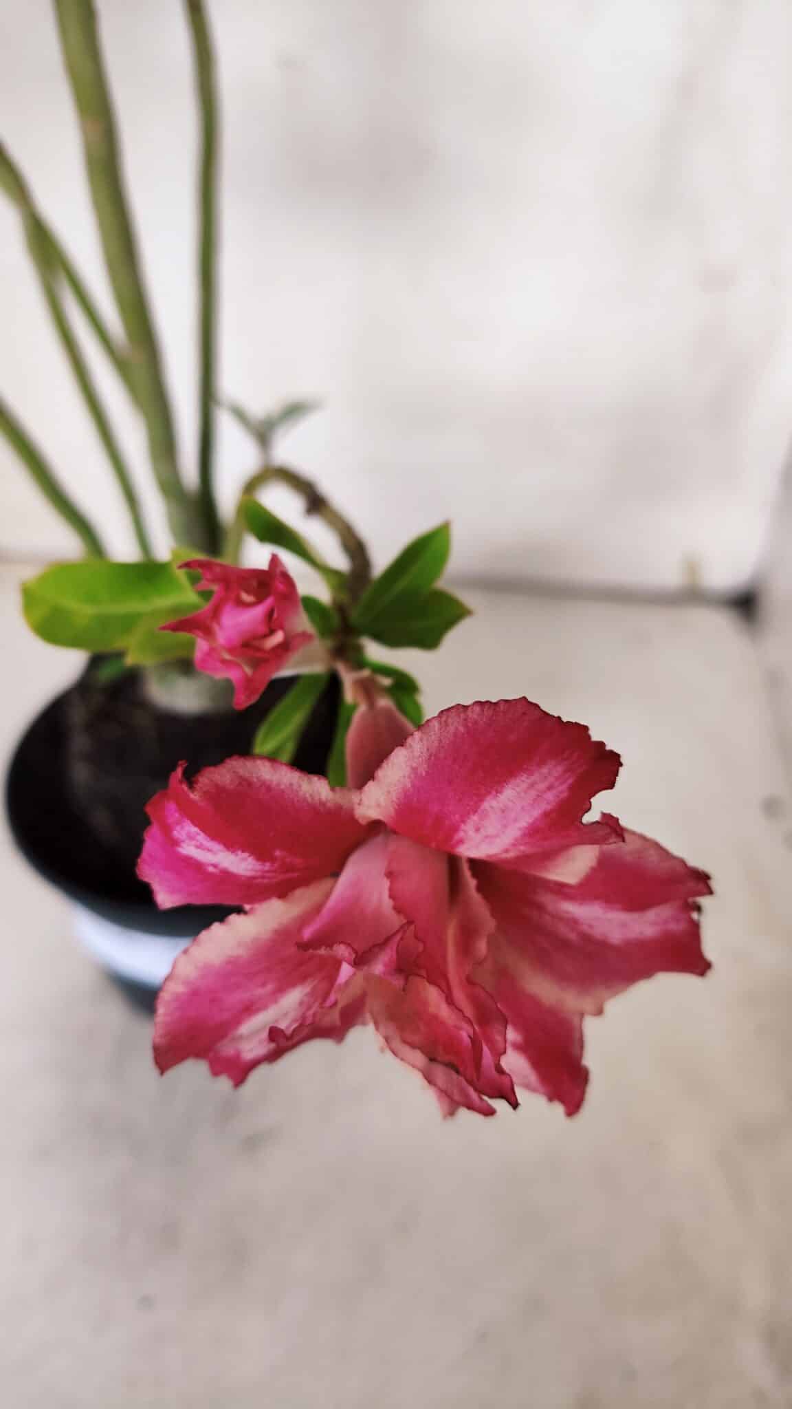 Planta Dobrada 3144 (2) – 35cm – 03 anos