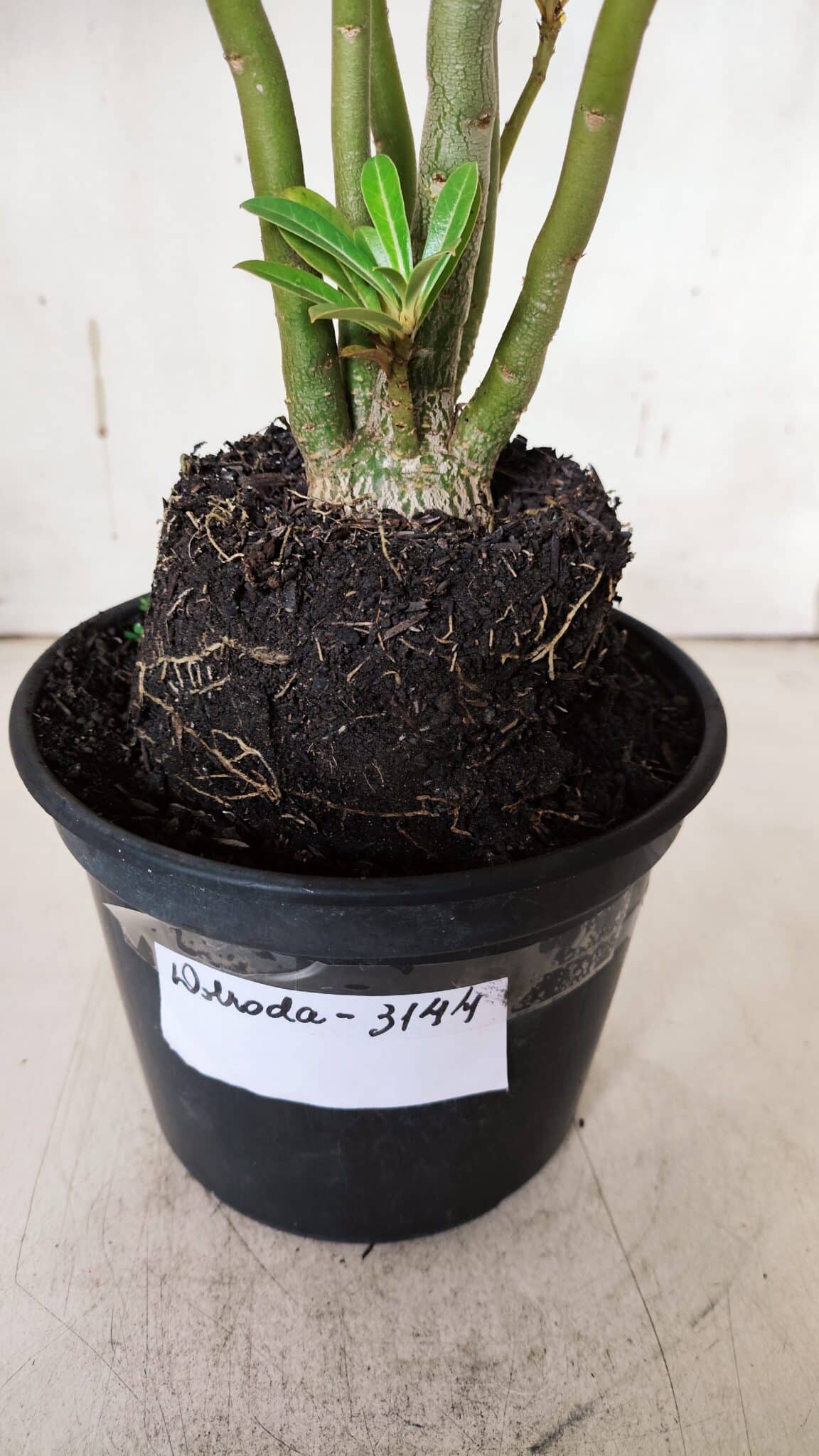 Planta Dobrada 3144 (2) – 35cm – 03 anos