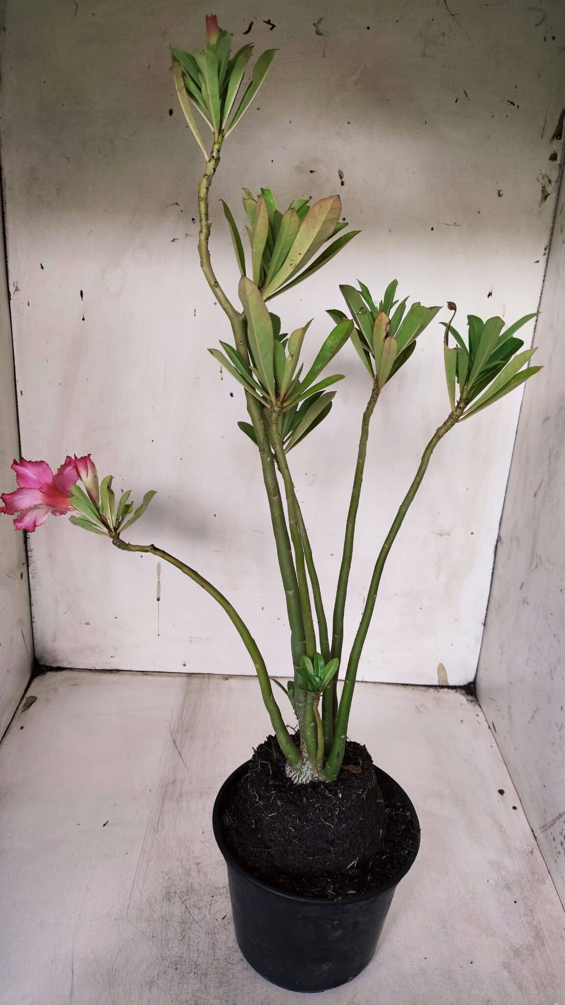 Planta Dobrada 3144 (2) – 35cm – 03 anos