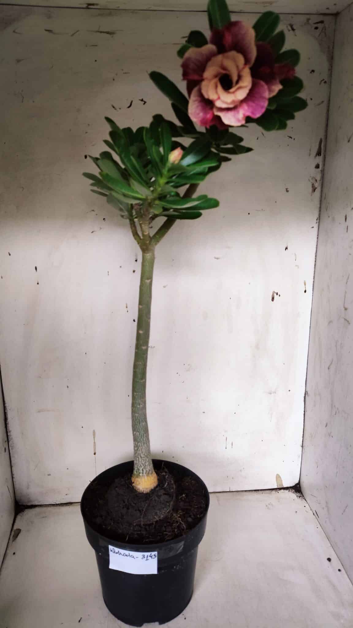 Planta Dobrada 3145 (2) – 35cm – 03 anos