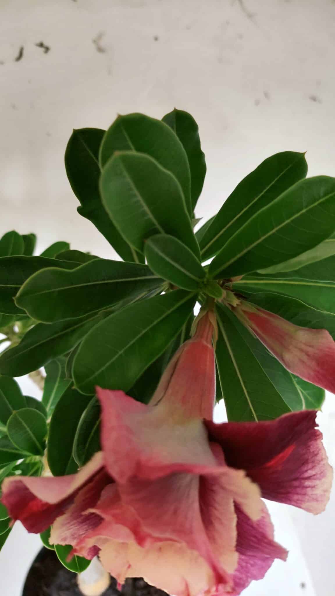 Planta Dobrada 3145 (2) – 35cm – 03 anos