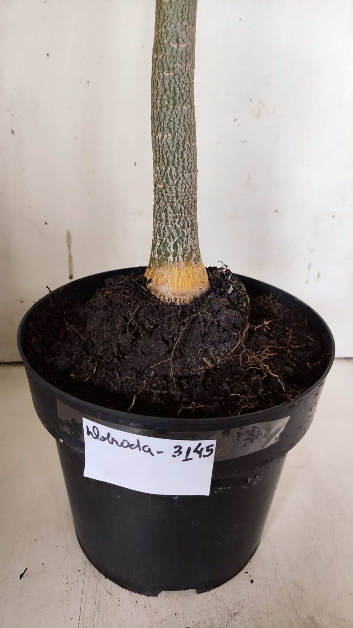 Planta Dobrada 3145 (2) – 35cm – 03 anos